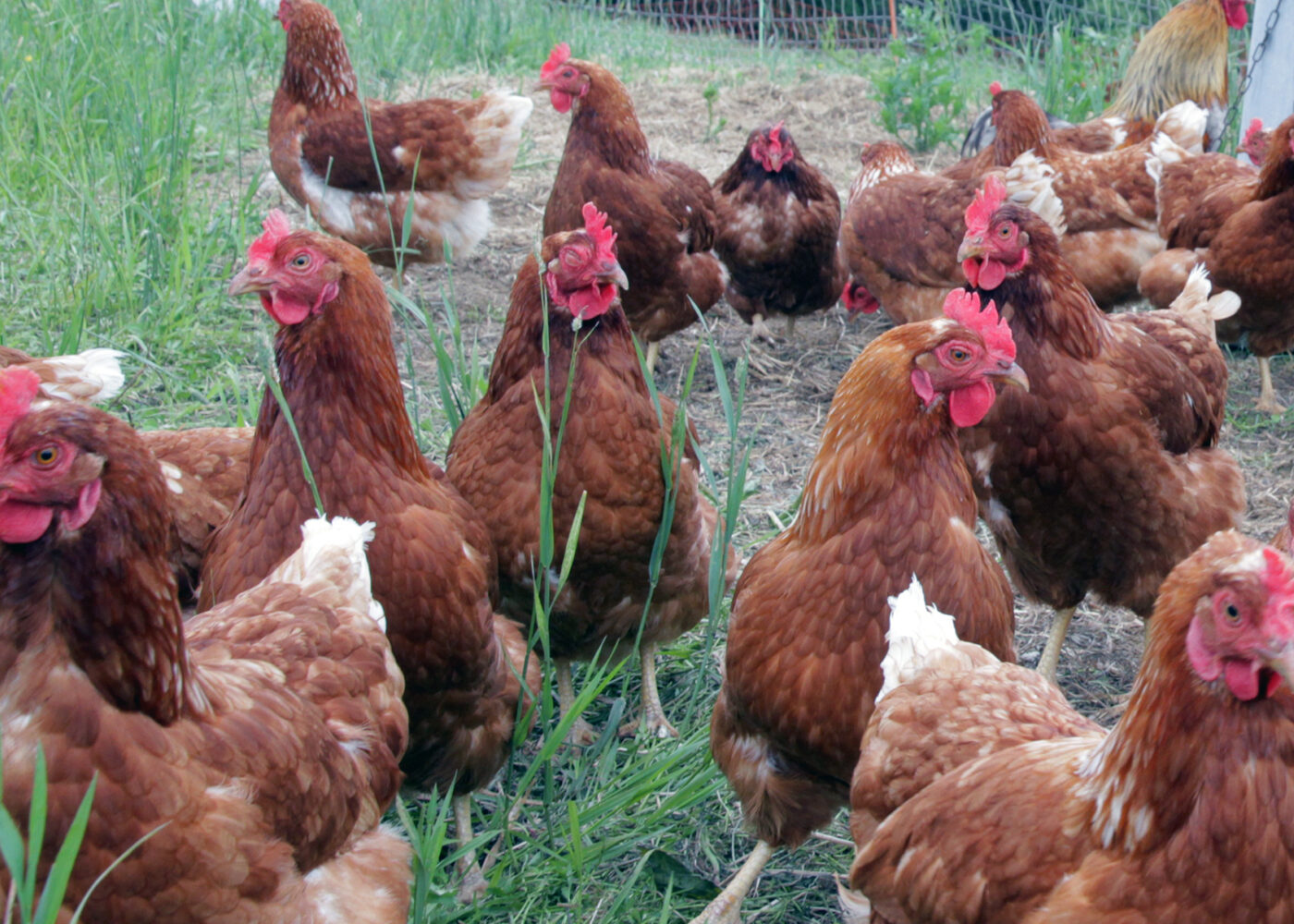 Vil reglene for økologisk fjørfeproduksjon bli endret?