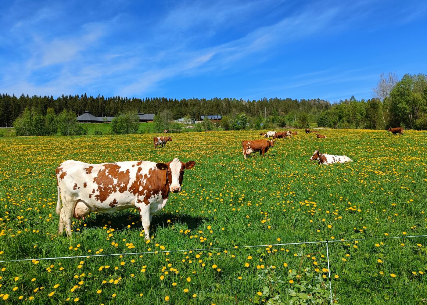Lavere dyretap i økologisk storfeproduksjon Lavere dyretap i økologisk storfeproduksjon