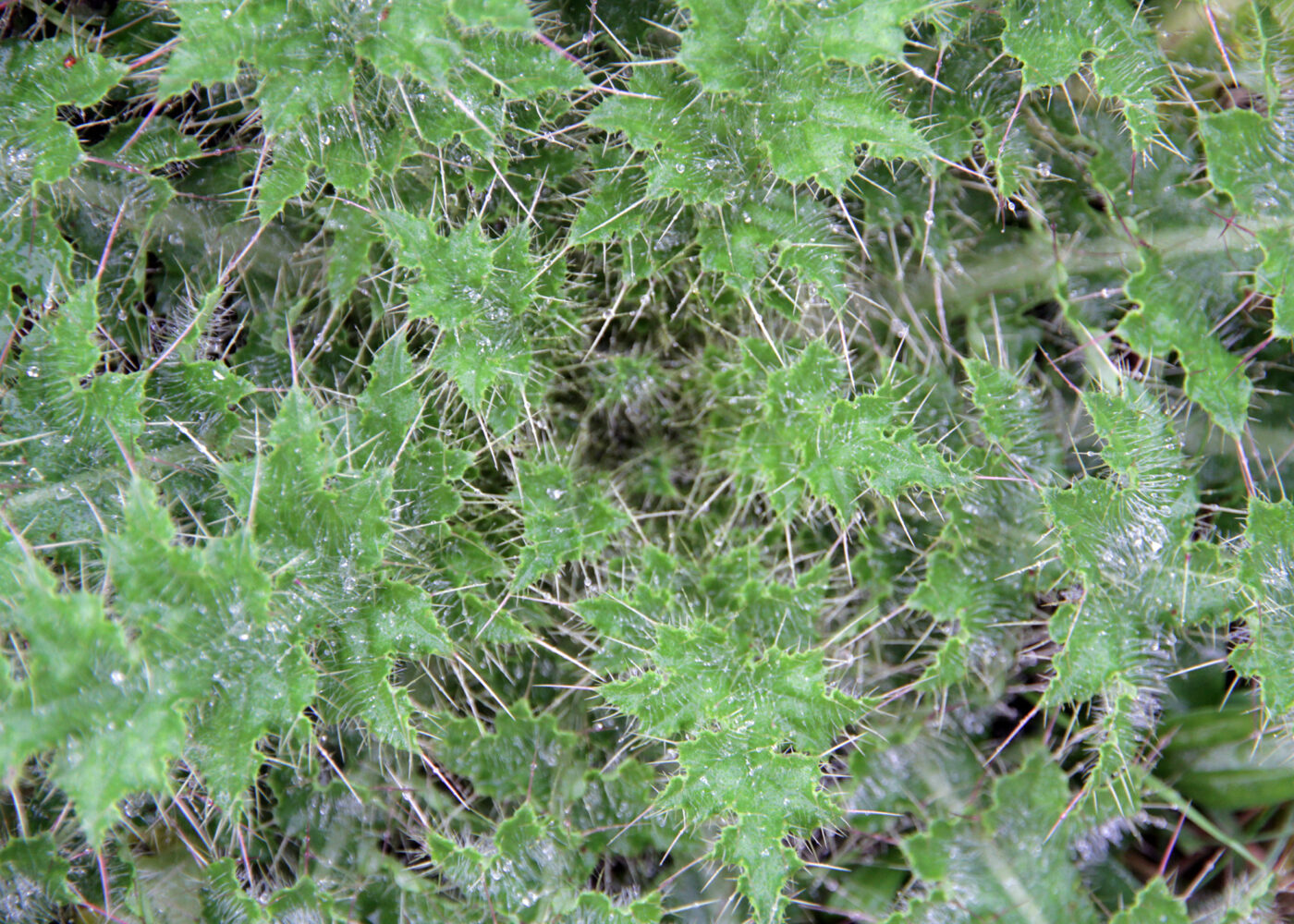 Handbok i mekanisk ugrasregulering for jordbruks – og hagebruksvekster