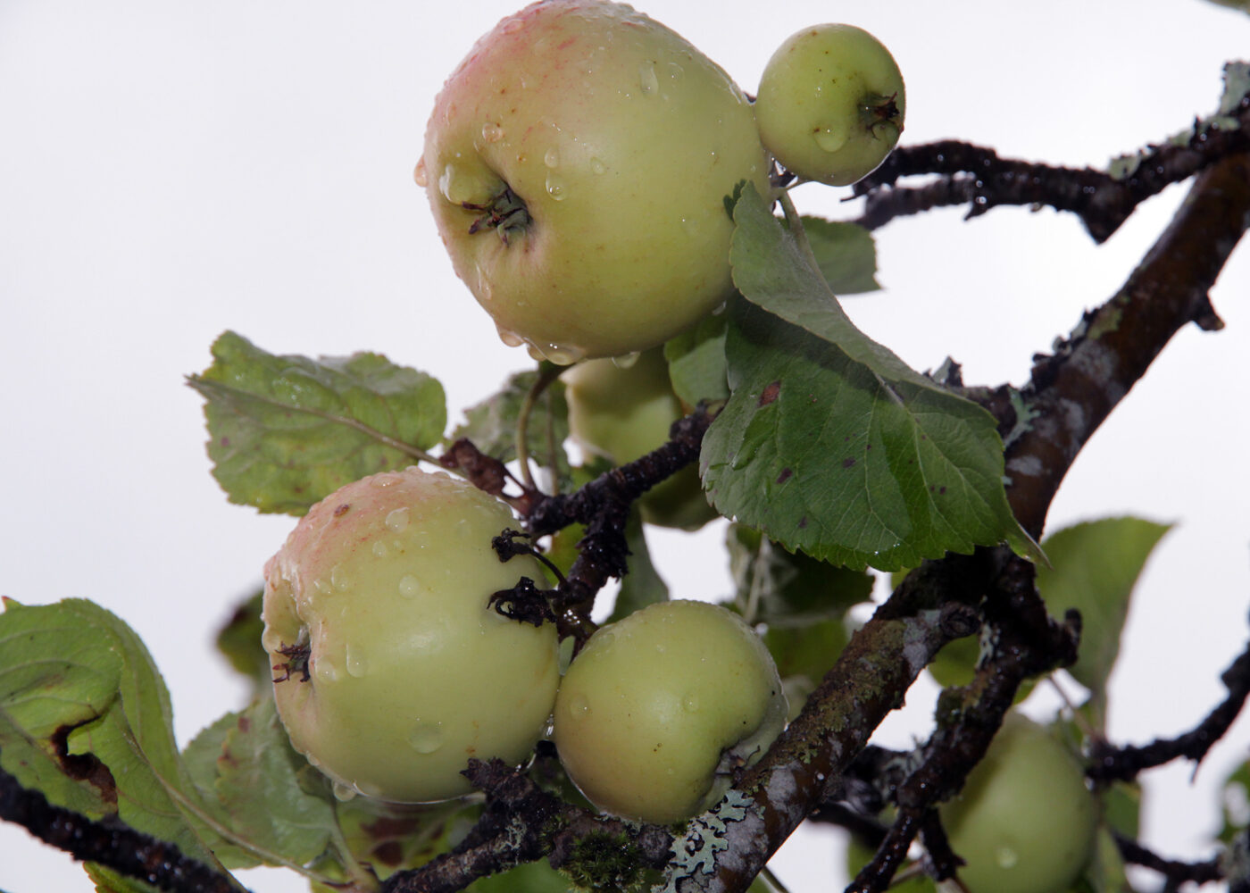 Plantevern i økologisk frukt og bær