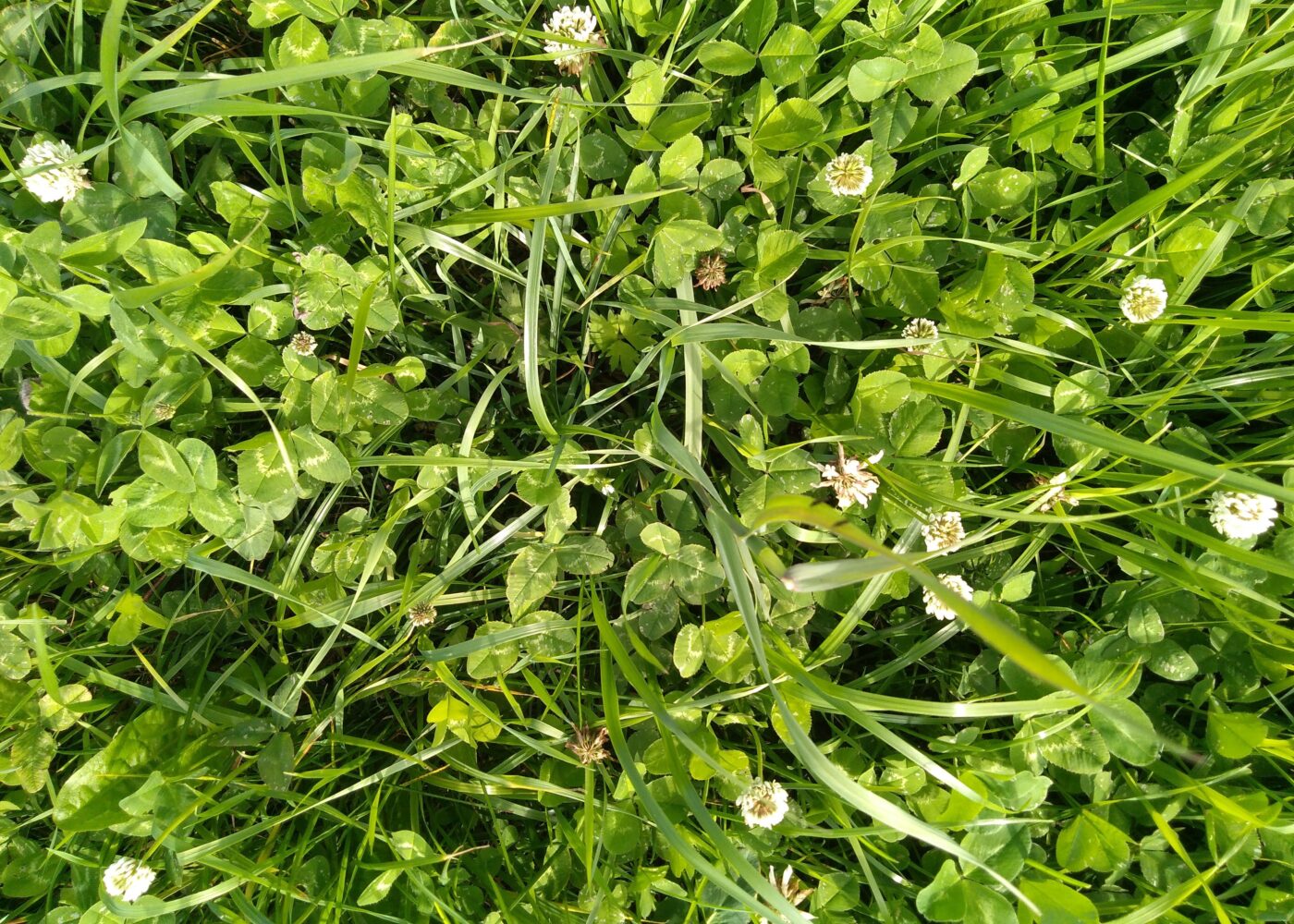 Karbon i trøndersk jord