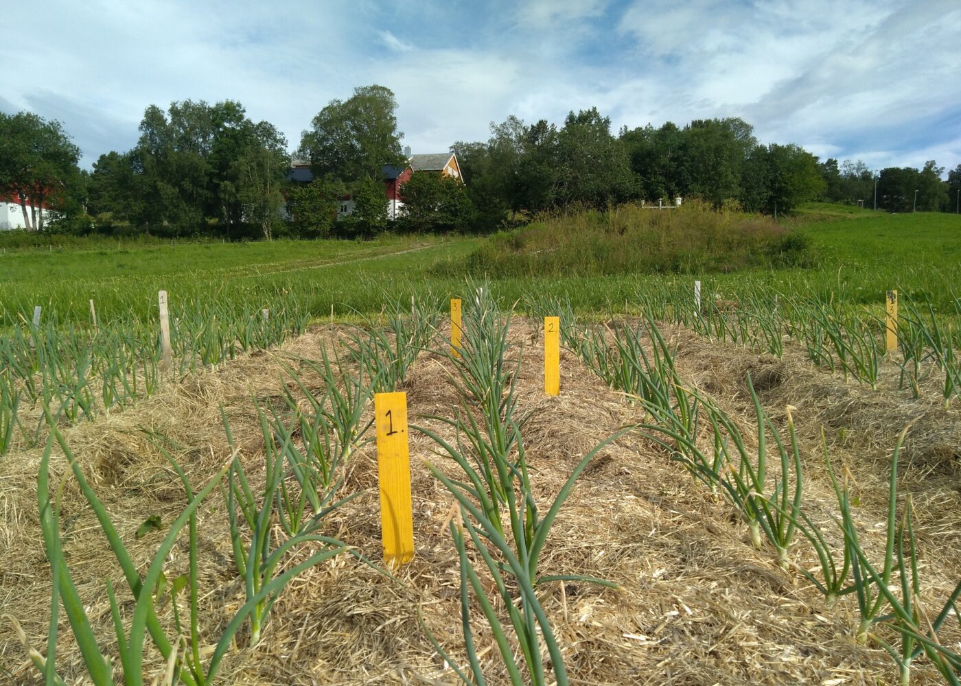 Jorddekke med plantehakk – avling, ugras, næring og jordhelse