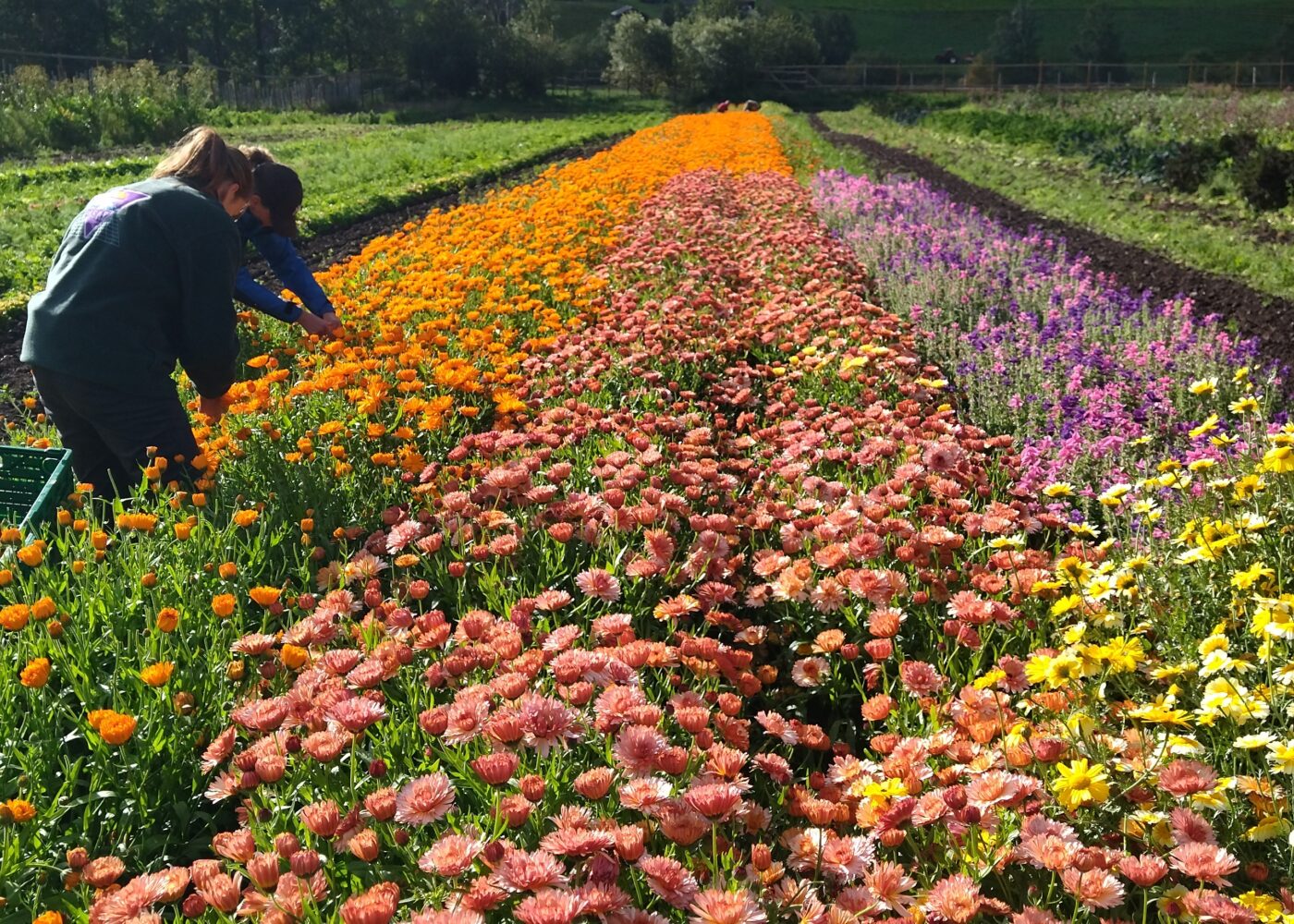 Biodynamisk landbruk 100 år: Aukrust gard og urteri