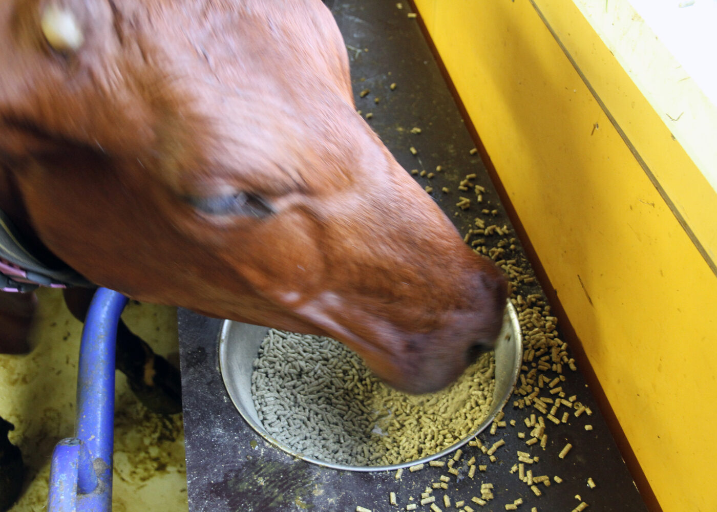 Stort behov for økologisk korn
