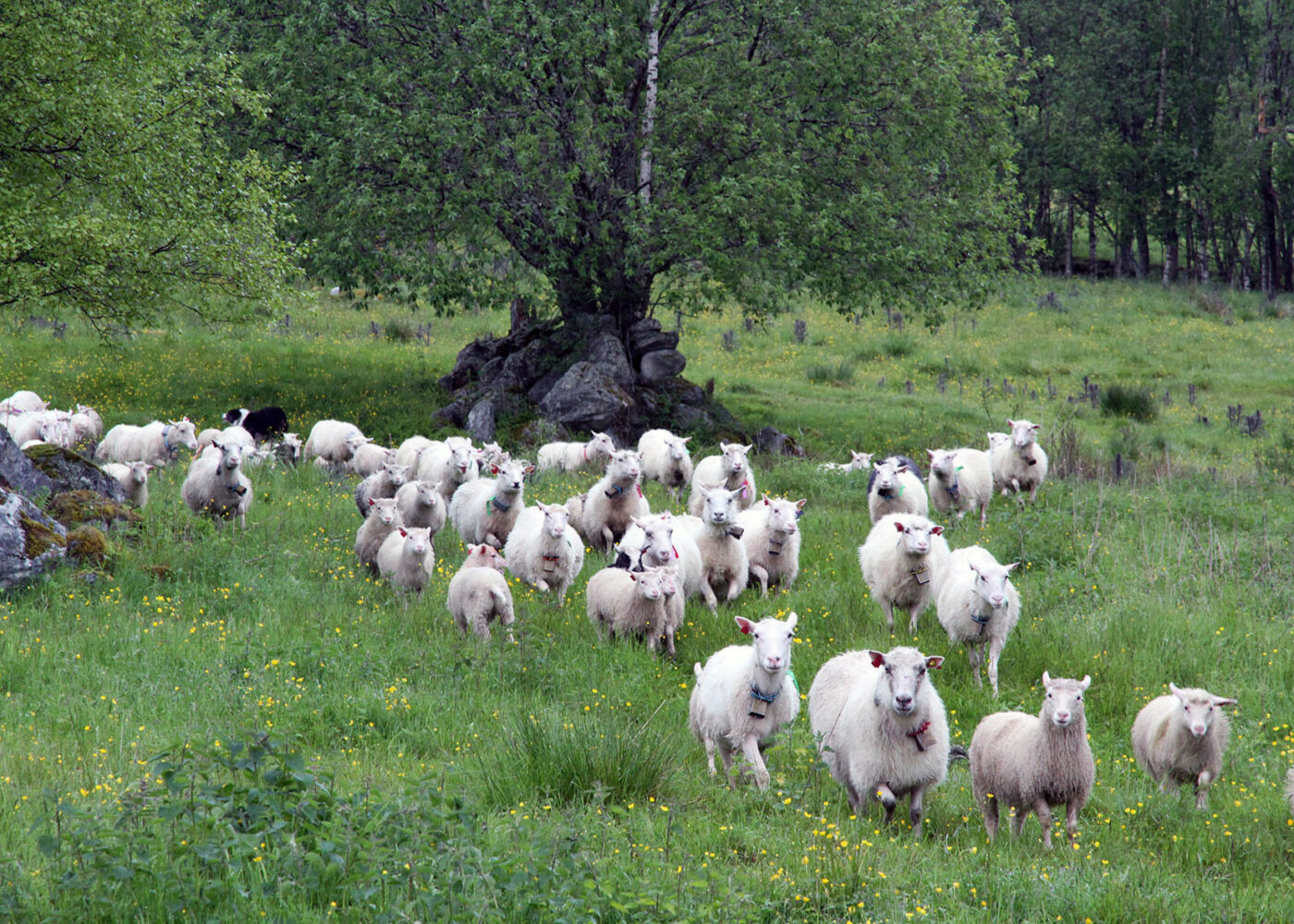 Økologisk sauehald - kort innføring