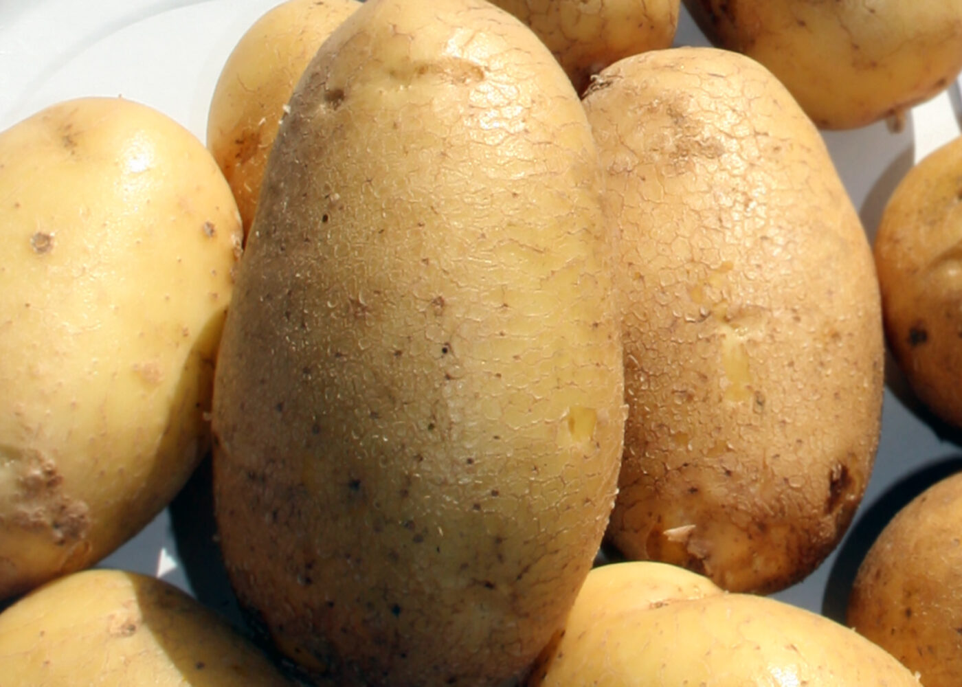 Økonomi i økologisk potetdyrking Økonomi i økologisk potetdyrking