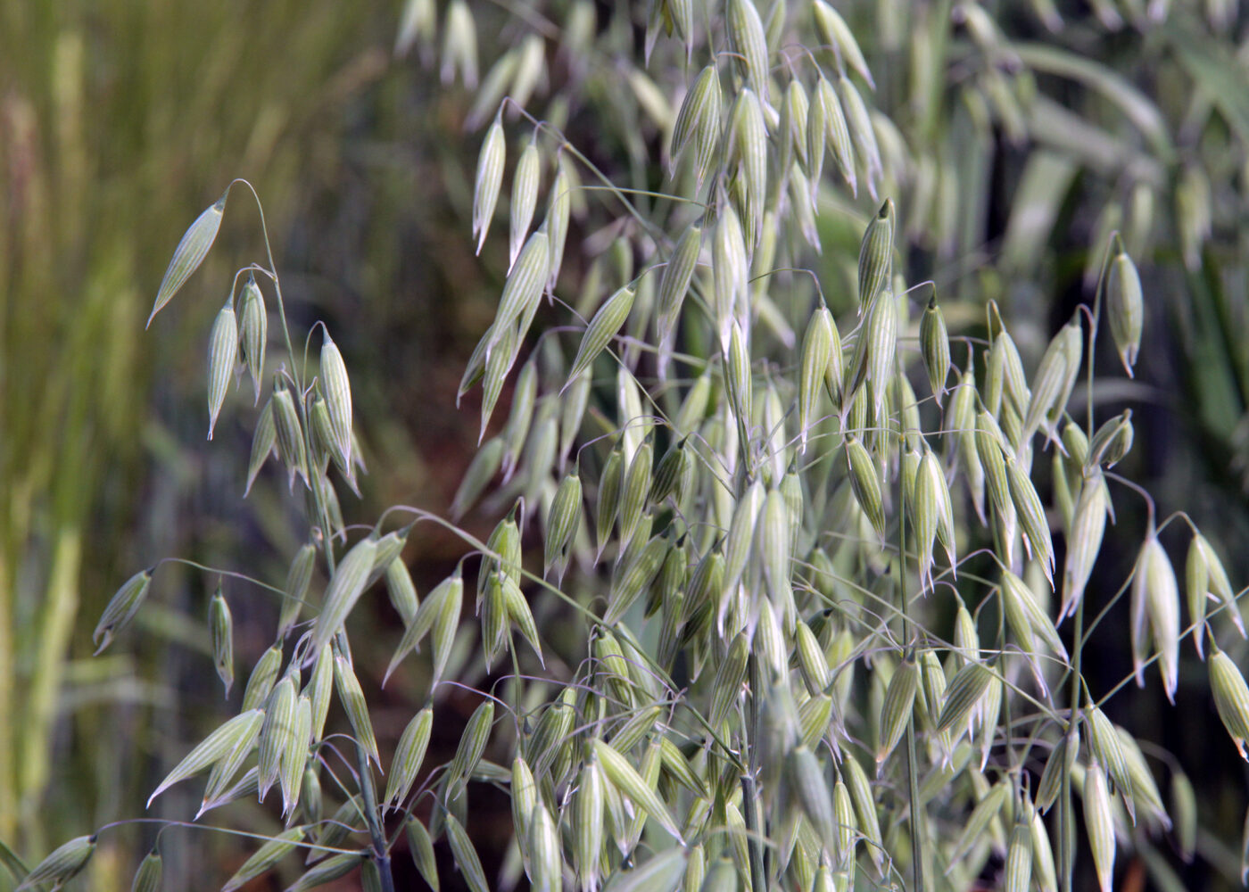 God dreneringstilstand – betre utnytting av tilført næring