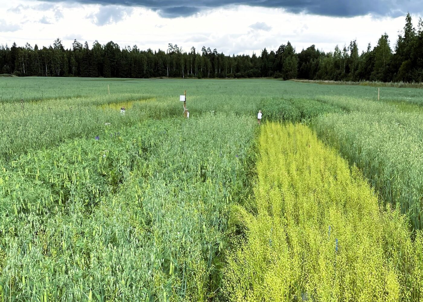 Frøblandinger for økt utnyttelse av arealer og ressurser