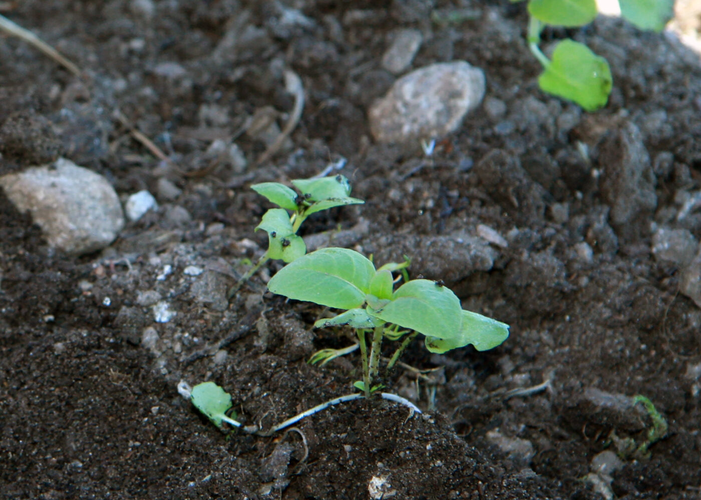 Jordundersøkelse og valg av dreneringsløsning