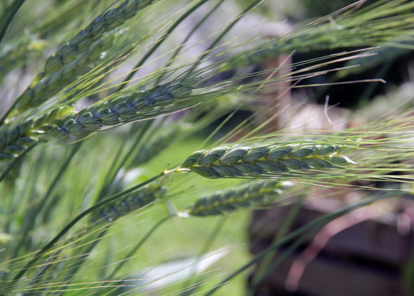 Regelverk for økologisk produksjon