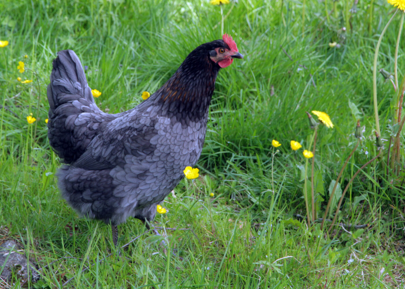 Fordøyelsessystemet hos fjørfe
