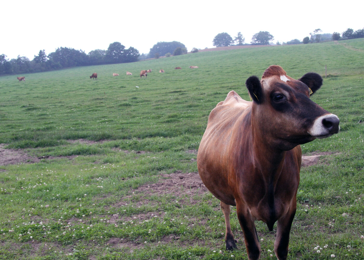 Bærekraft i dansk økolandbruk