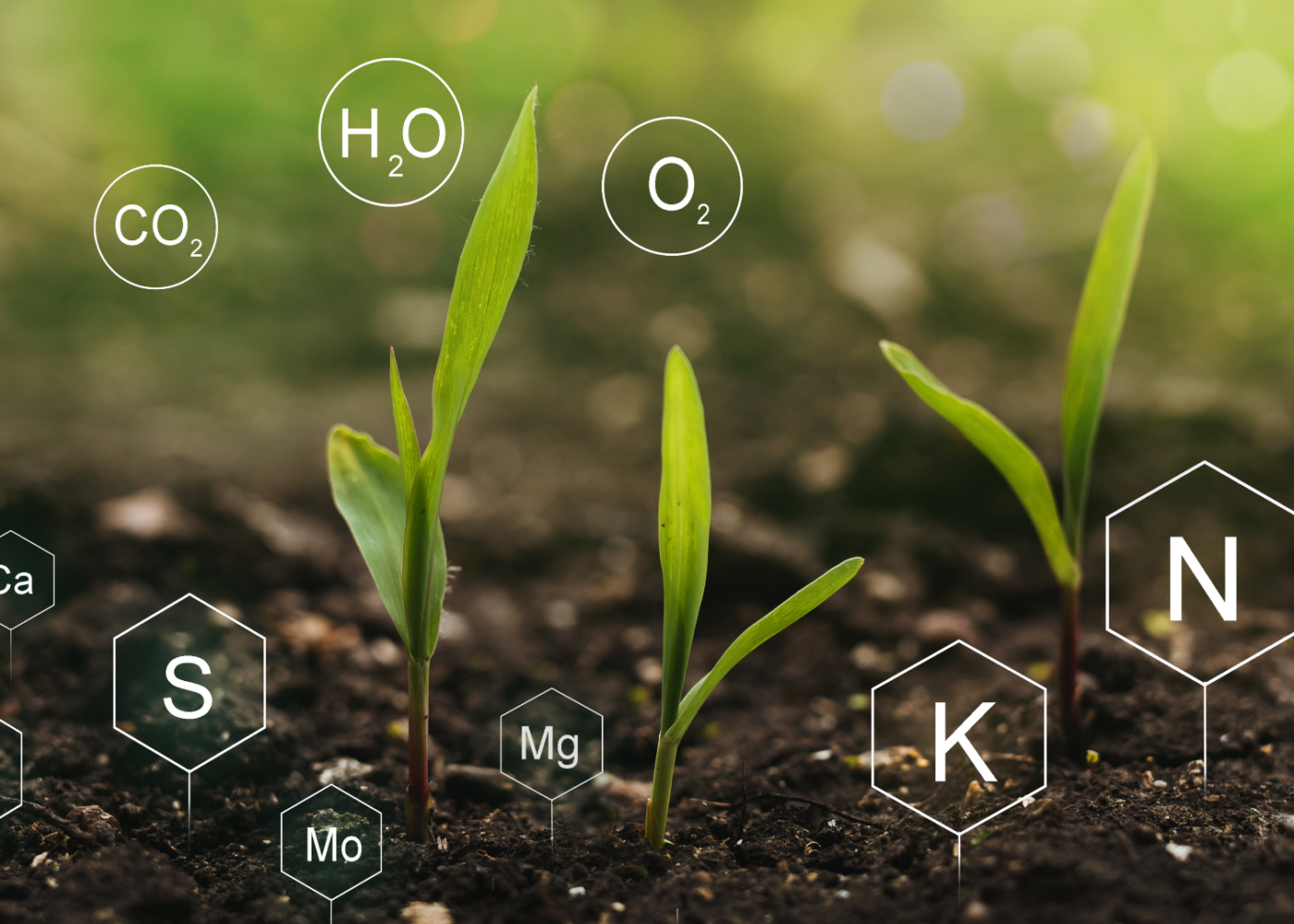 Plantenæring har betydning for plantehelsa
