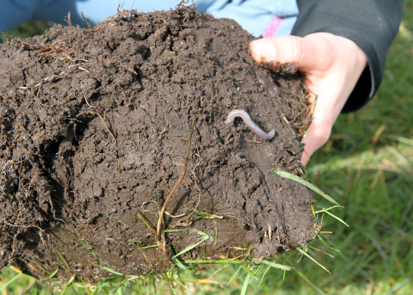 Meitemark - de viktigste husdyra?