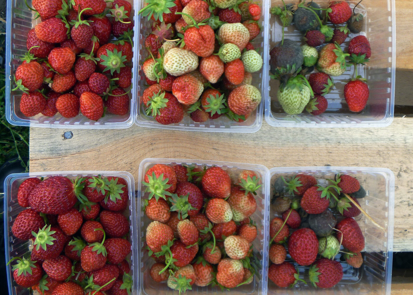 Gråskimmel - i økologisk jordbærdyrking