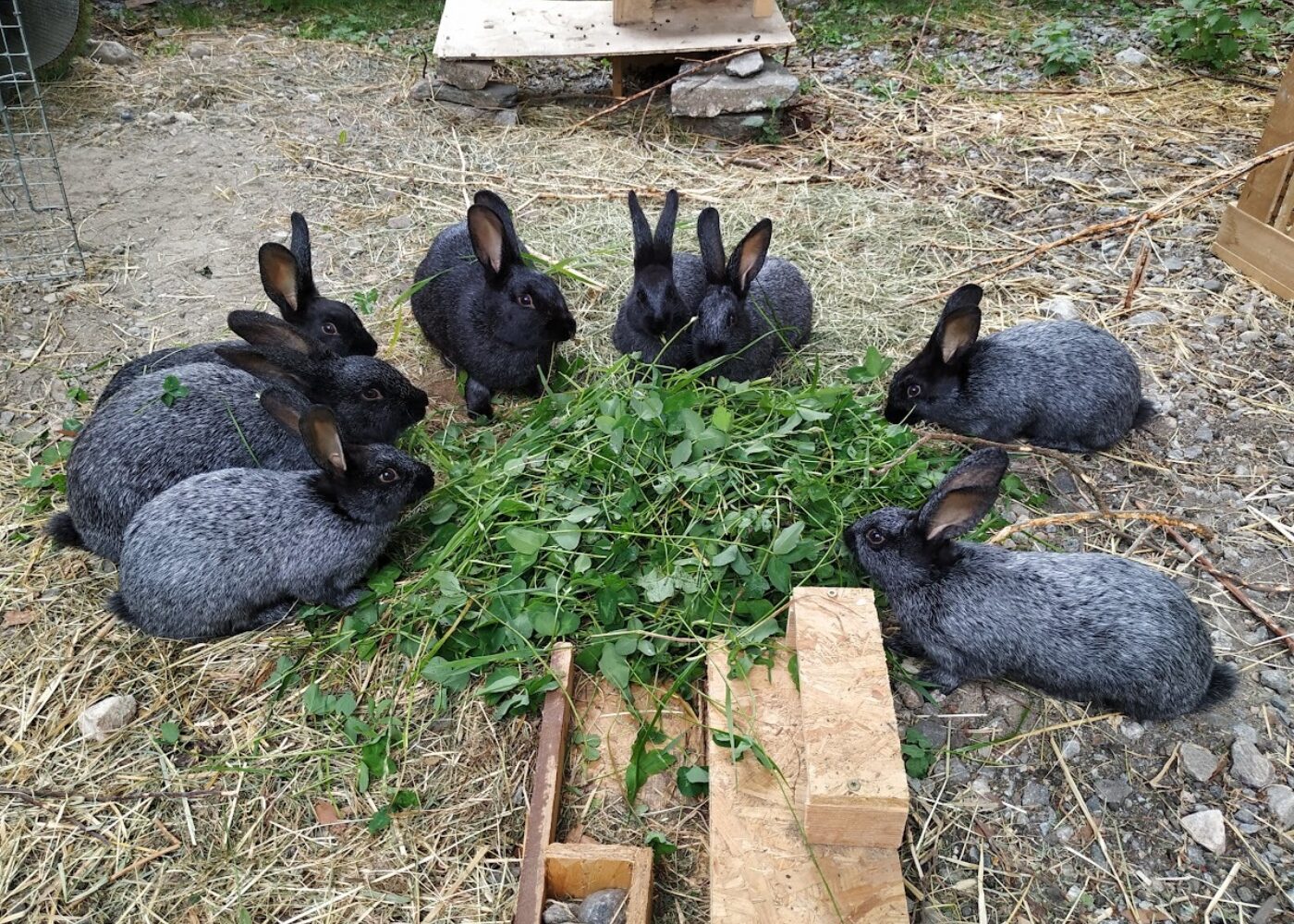 Veileder for økologisk kaninhold Veileder for økologisk kaninhold