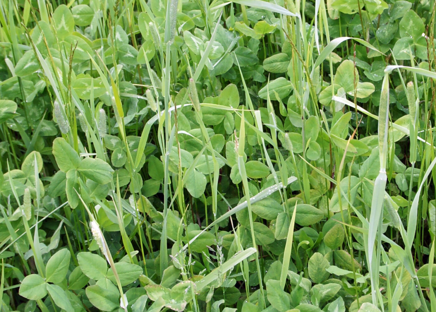 Avlinger i økologisk gras- og rødkløvereng