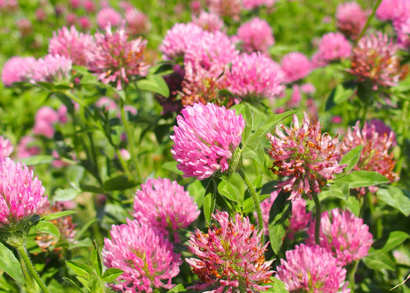 Gode råd for økologisk mjølkeproduksjon