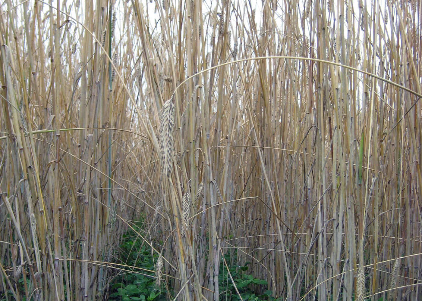 Fangvekster har flere gode egenskaper