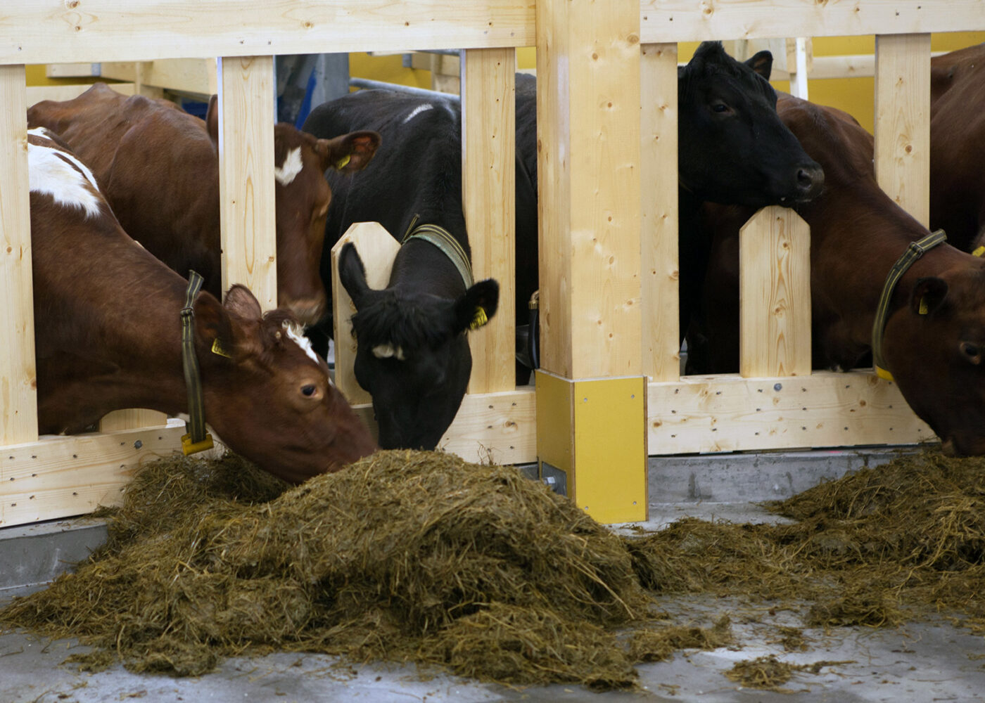 Behov for energi, protein, mineraler og vitaminer hos mjølkekyr