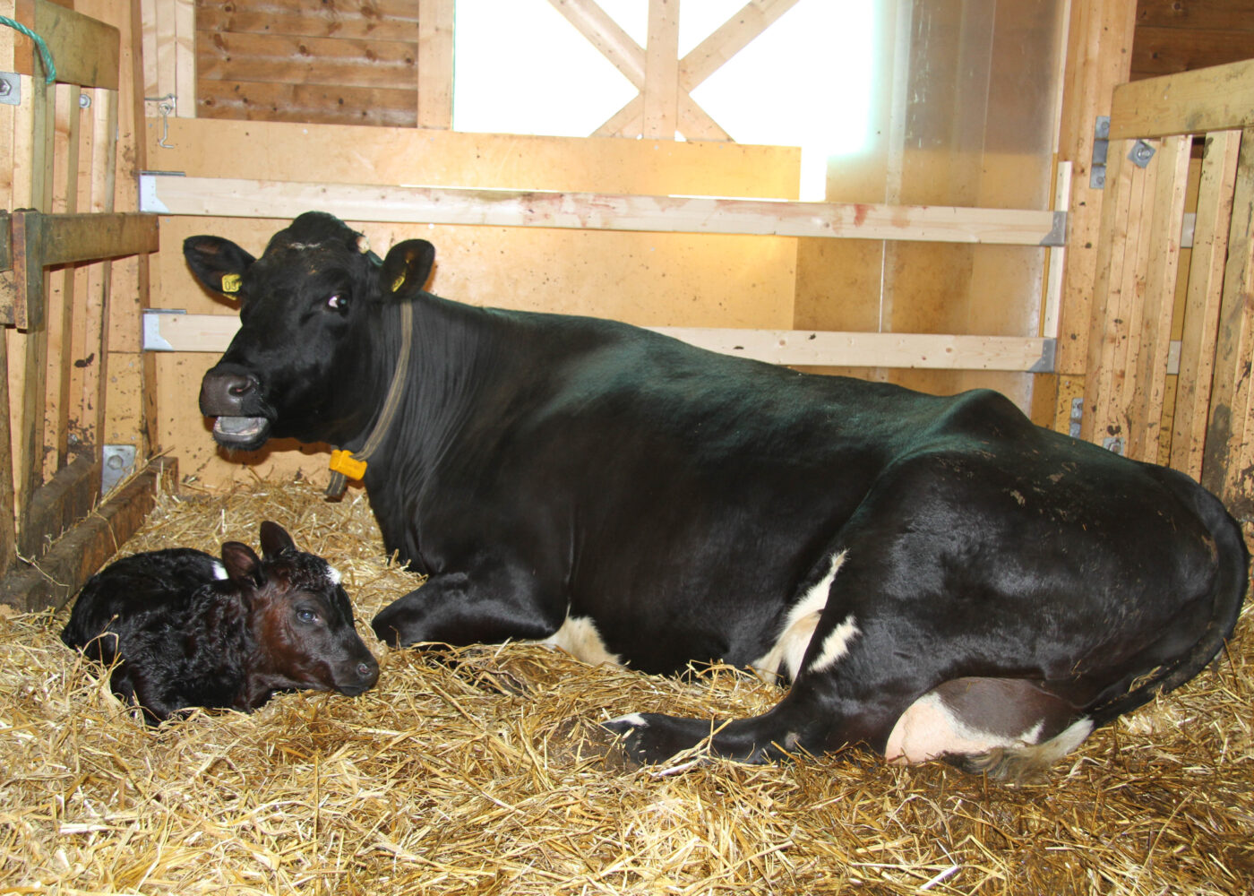 Naturleg åtferd og god dyrevelferd