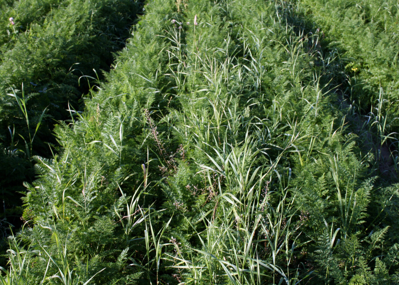 Ressurseffektiv kontroll av kveka