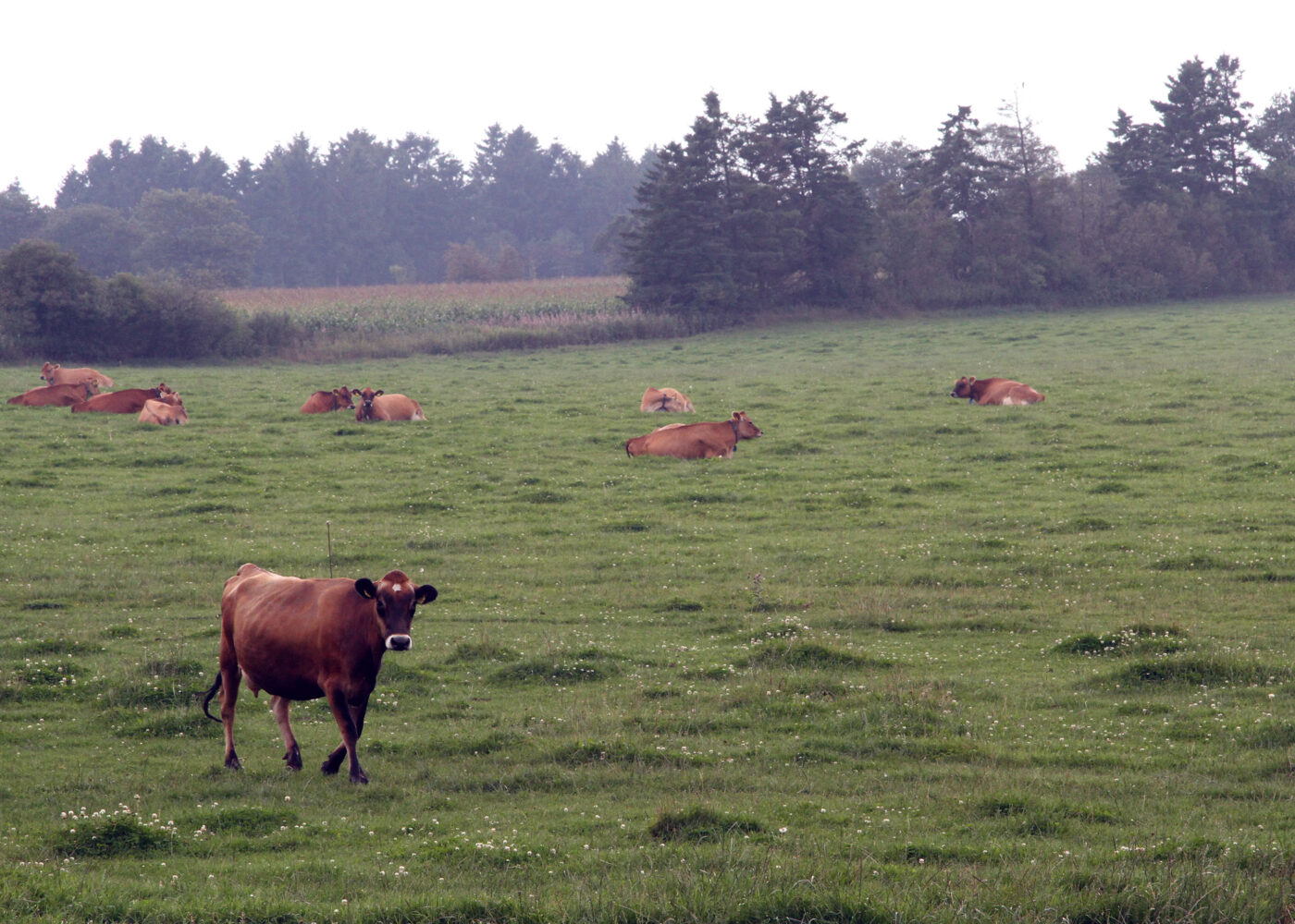 Økologisk landbruk skal styrkes i Danmark