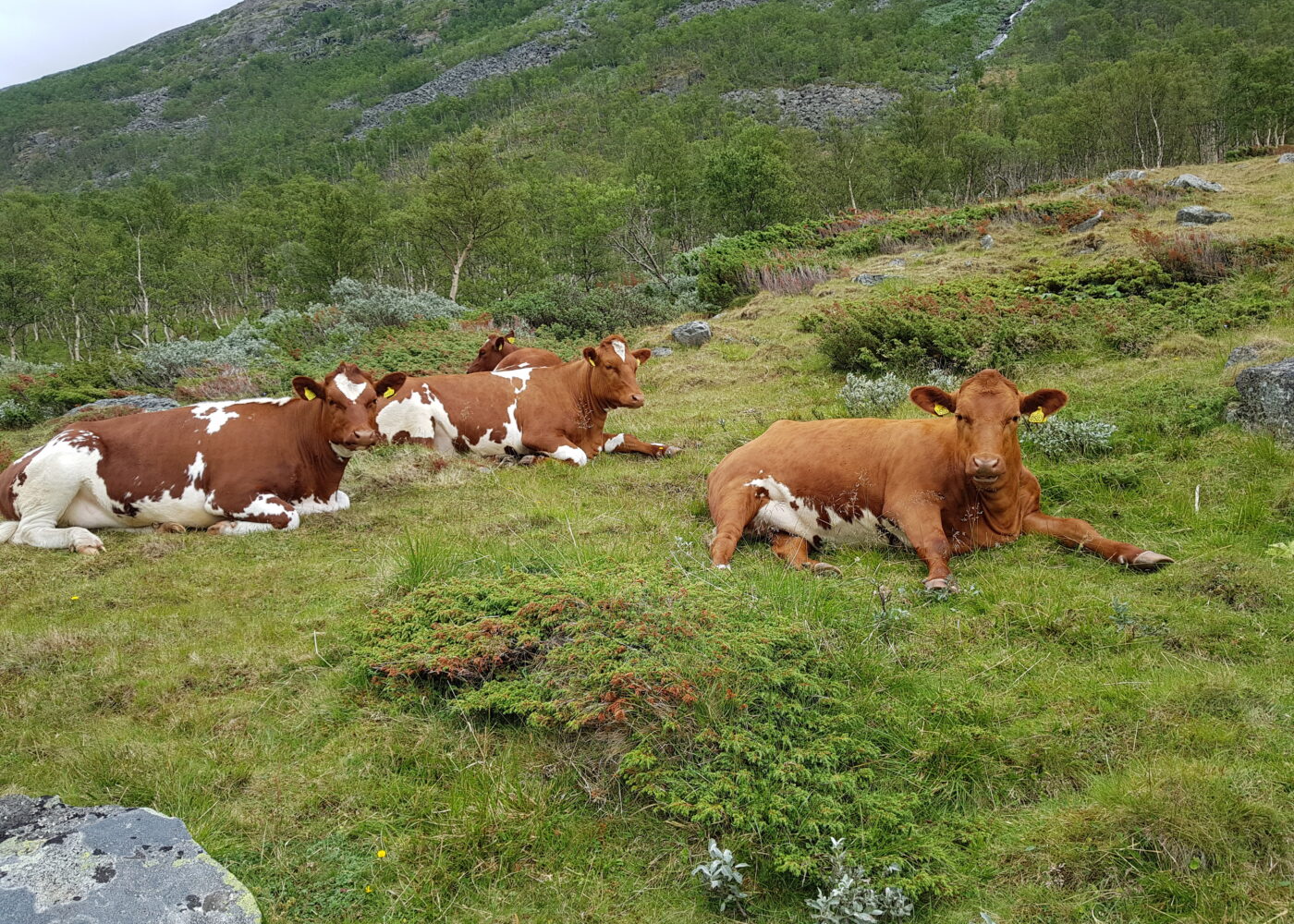 Utmarksbeite trenger også stell