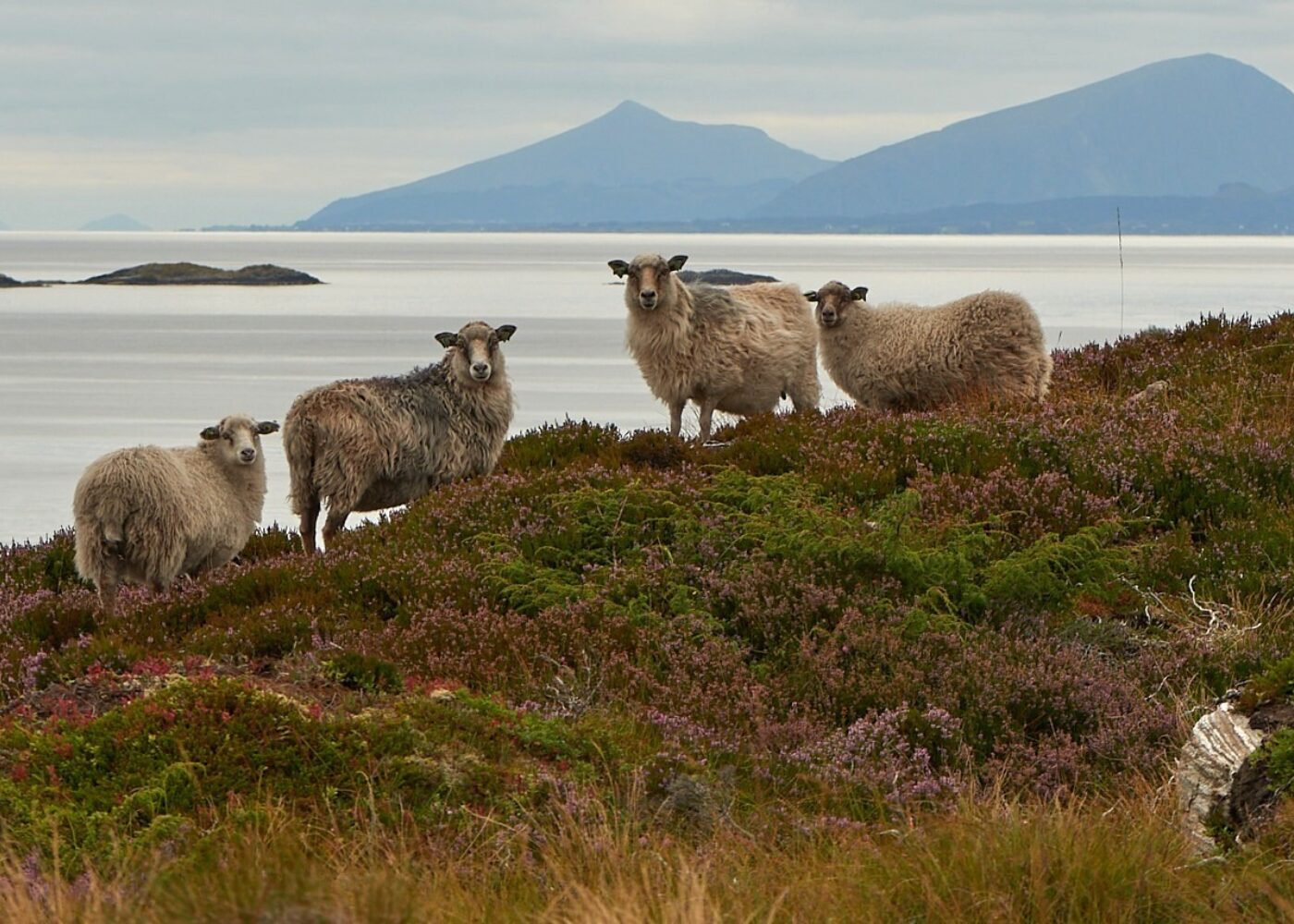 Kystlynghei – en truet naturtype med viktig rolle for landbruket i havgapet Kystlynghei – en truet naturtype med viktig rolle for landbruket i havgapet