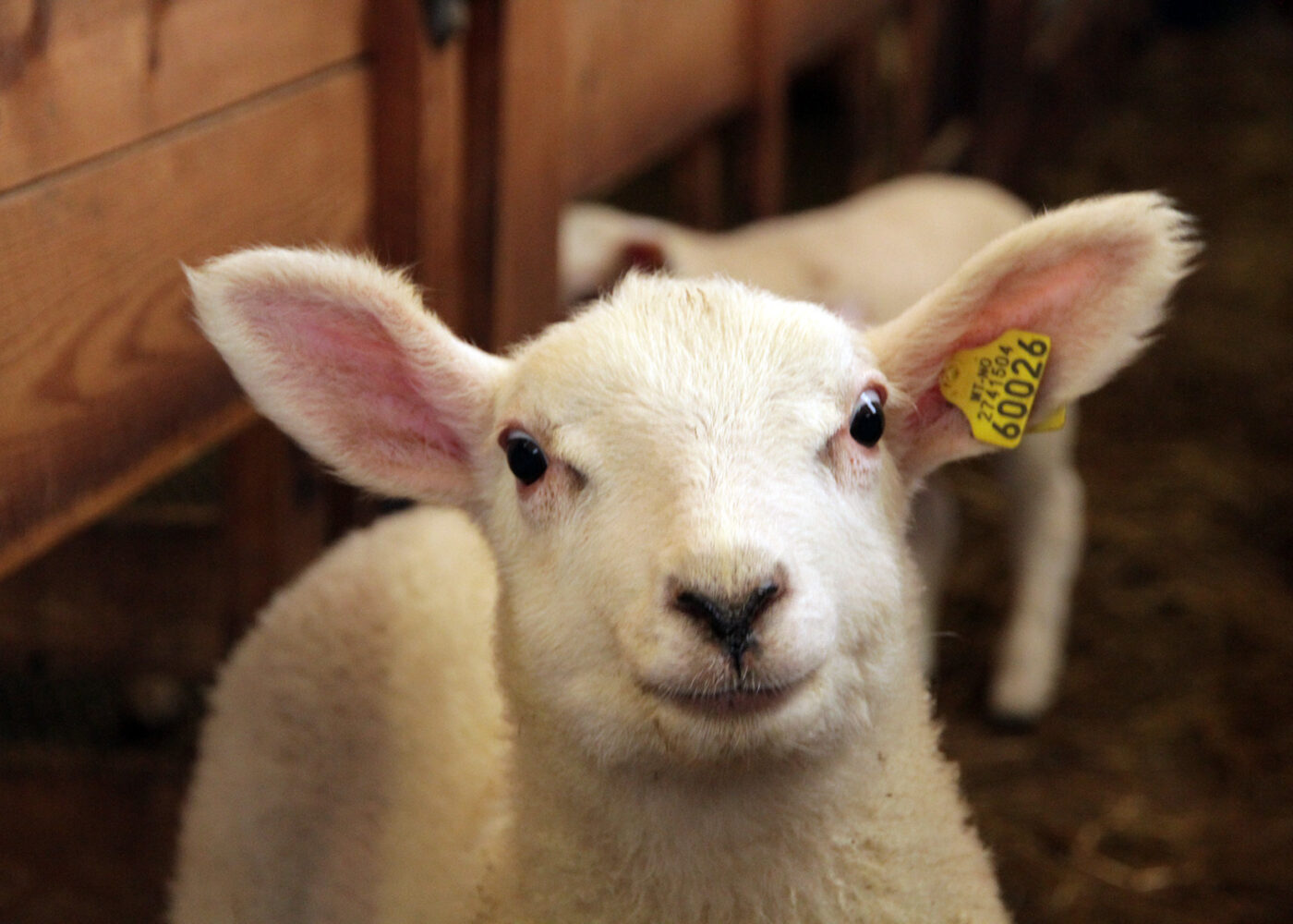 Fakta om økologisk mat og dyrevelferd?