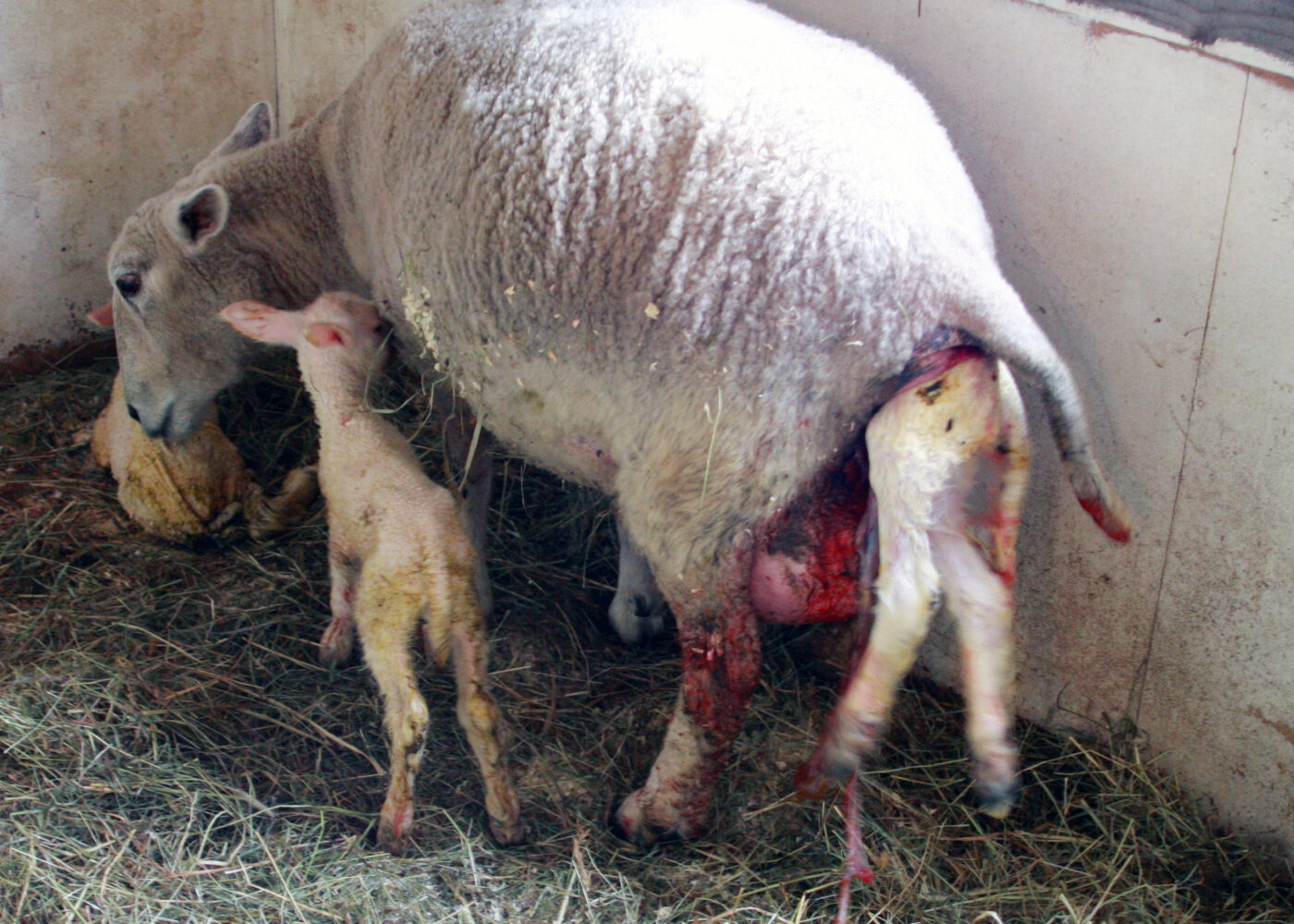 Innefôring, lamming og kjeing