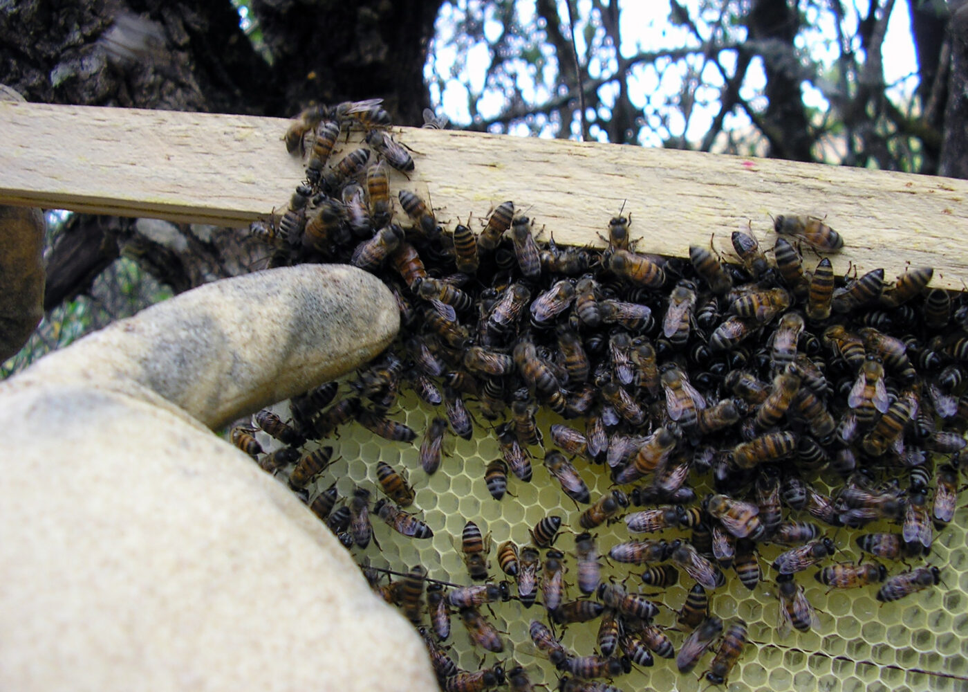 Økologisk birøkt - noe for deg?