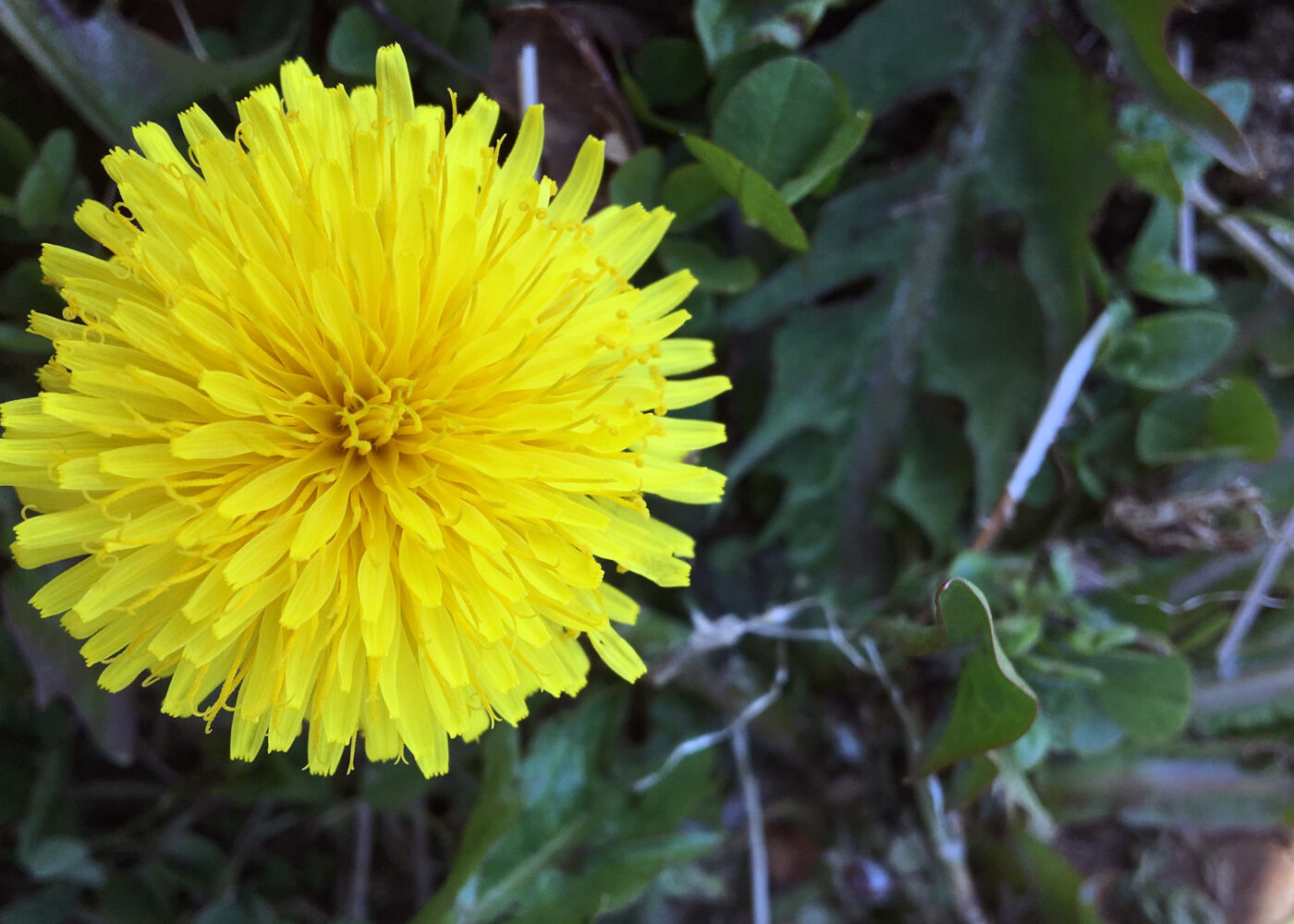 Korsmos ugrashage - mange gode illustrasjoner