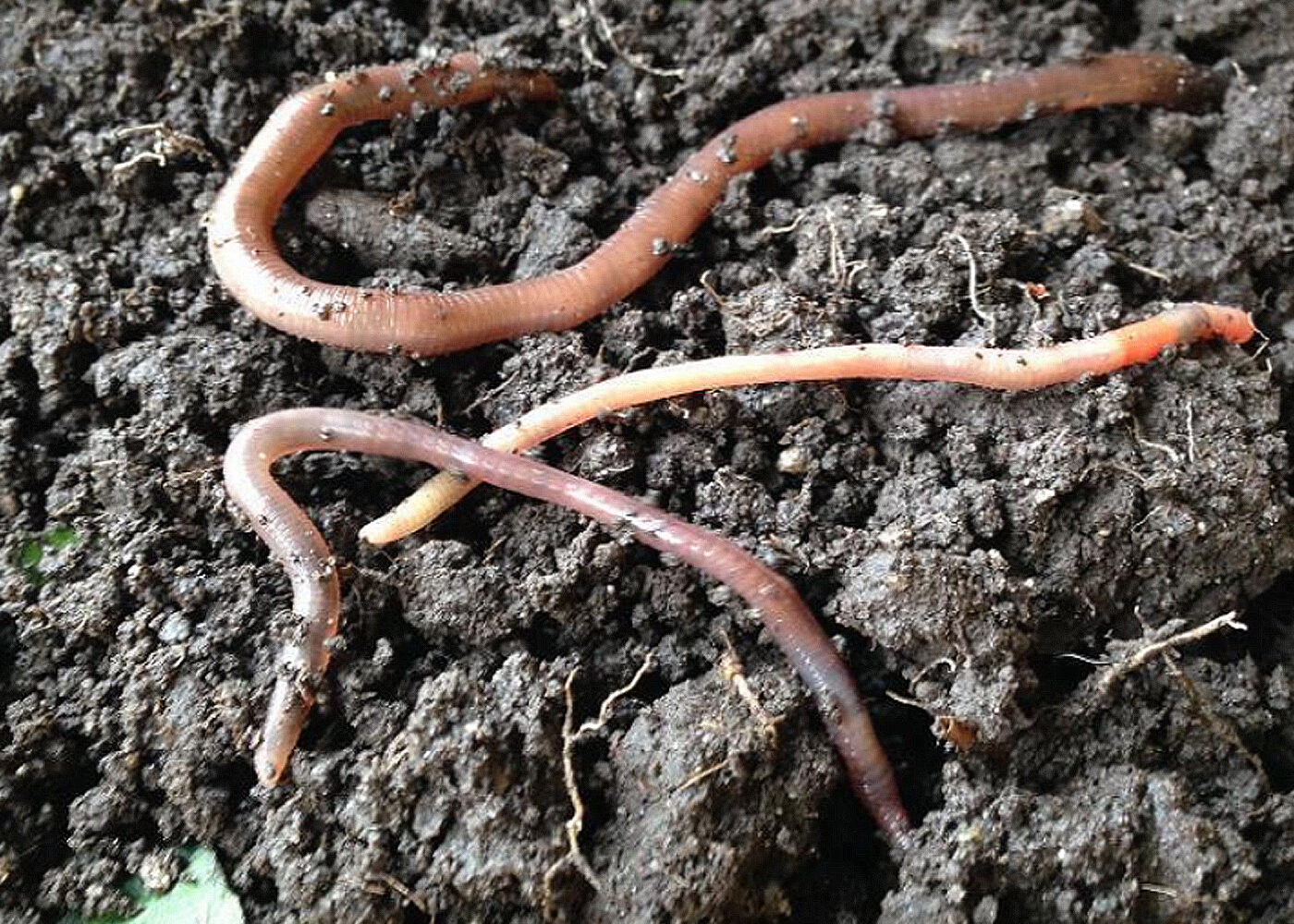 Verknad av blautgjødsel på meitemark