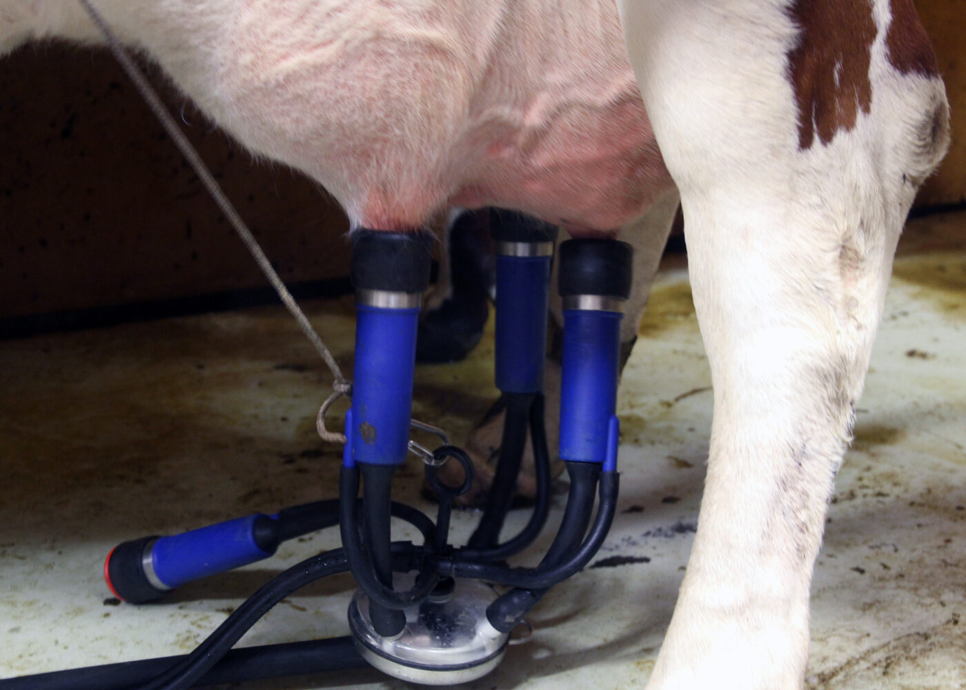 Klimagassutslipp fra mjølkeproduksjon mer enn bare raping