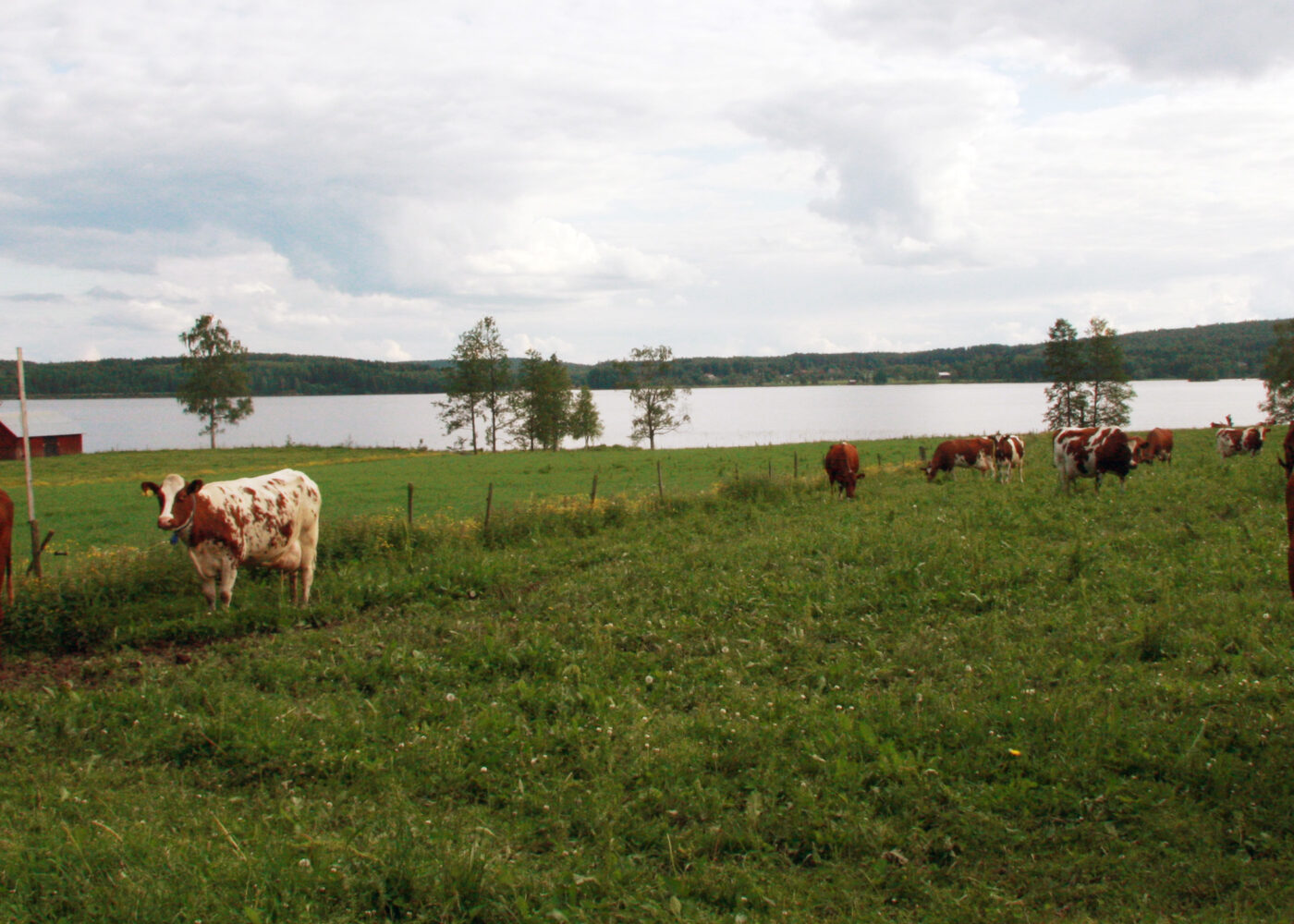 Fôring i økologisk mjølkeproduksjon - i Sverige