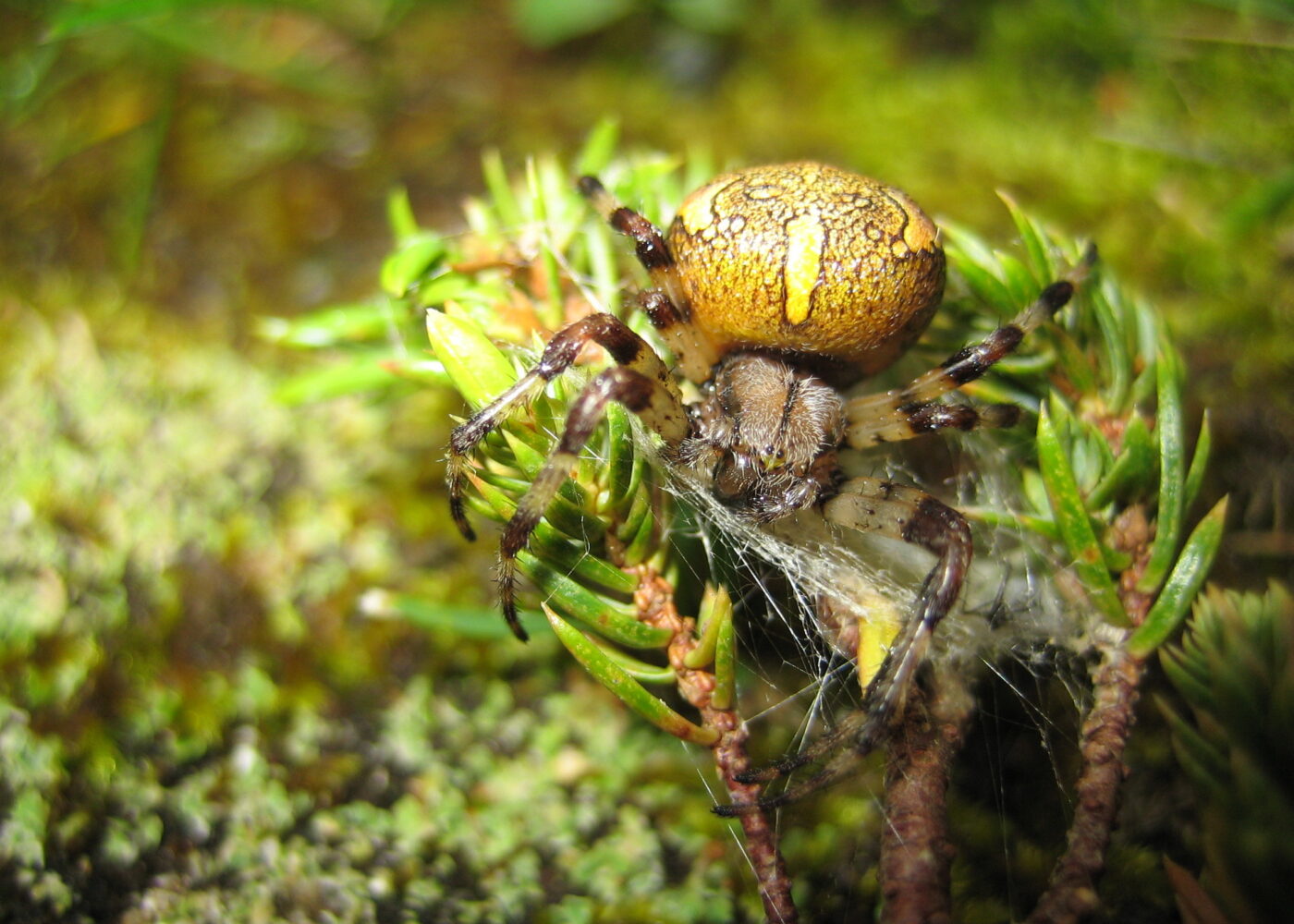 Nyttedyr i åker og eng
