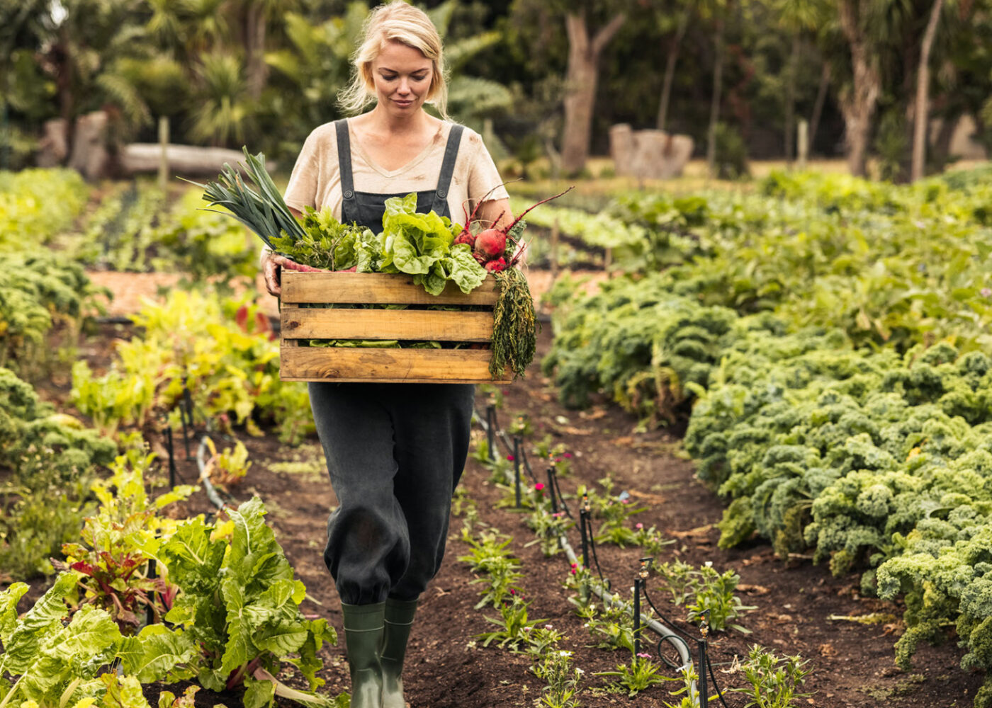 Dyrk din egen økologiske mat
