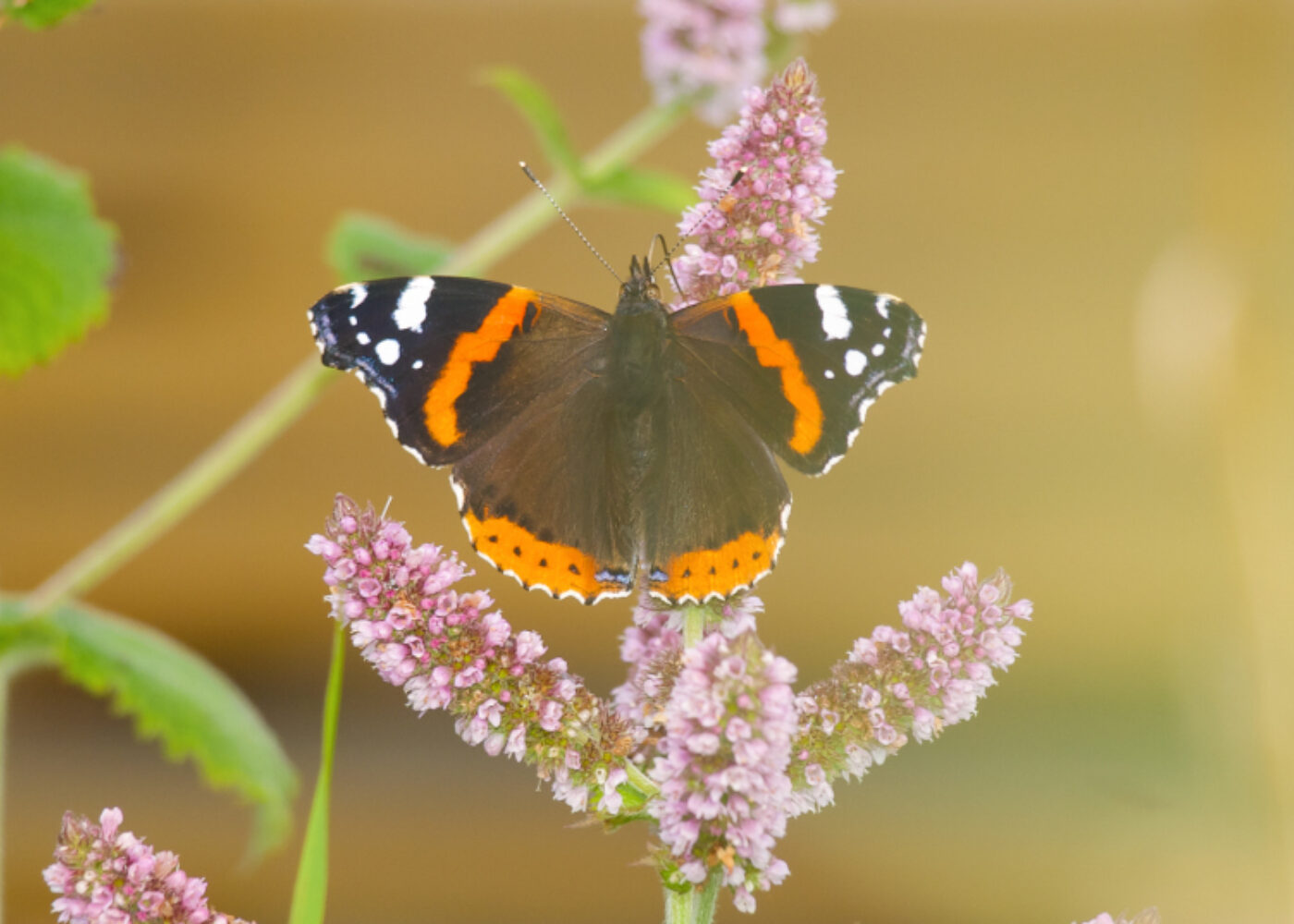 Mynte - myte og litt mer....