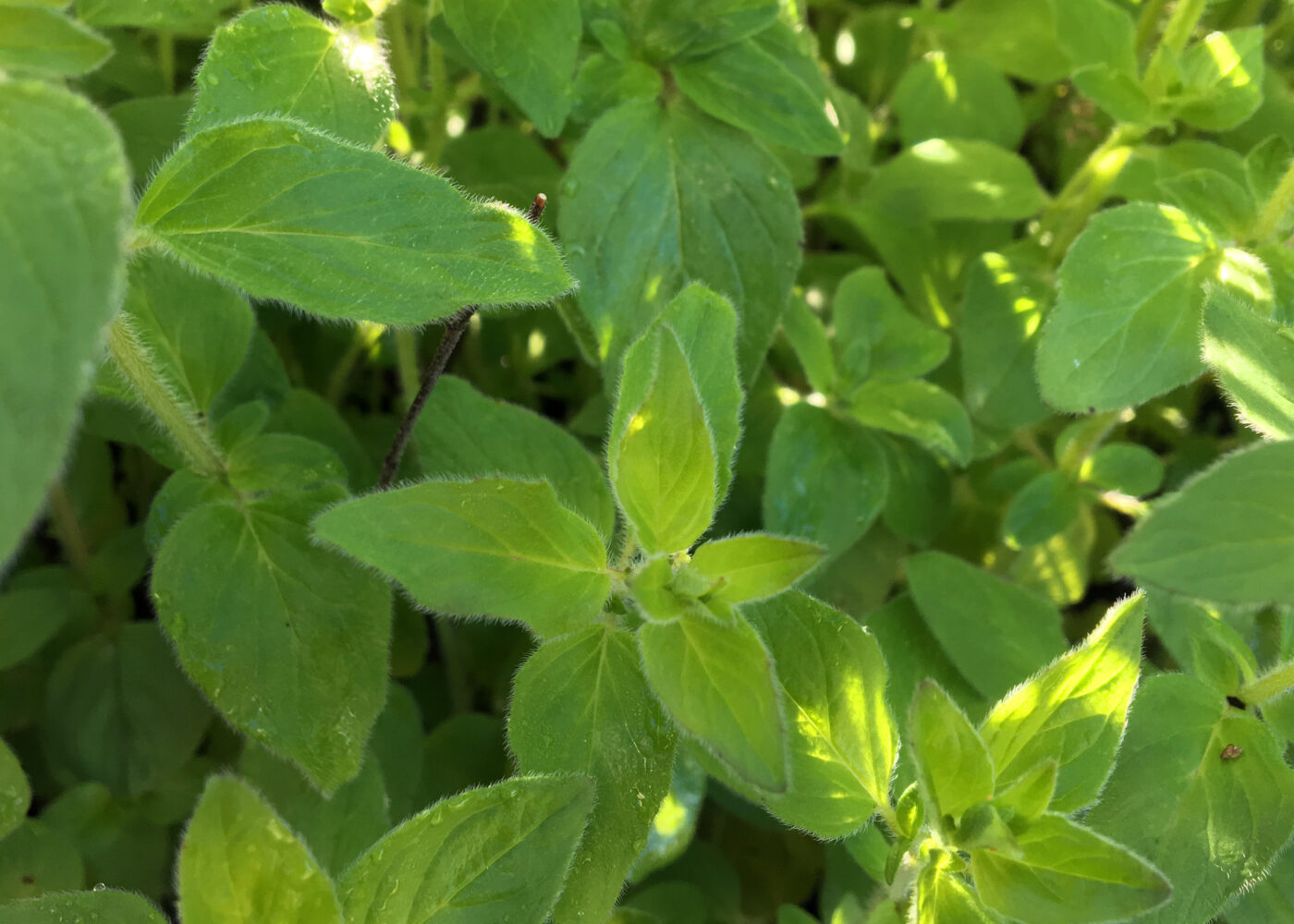 Kan oregano redusere metanutslippene fra storfe?