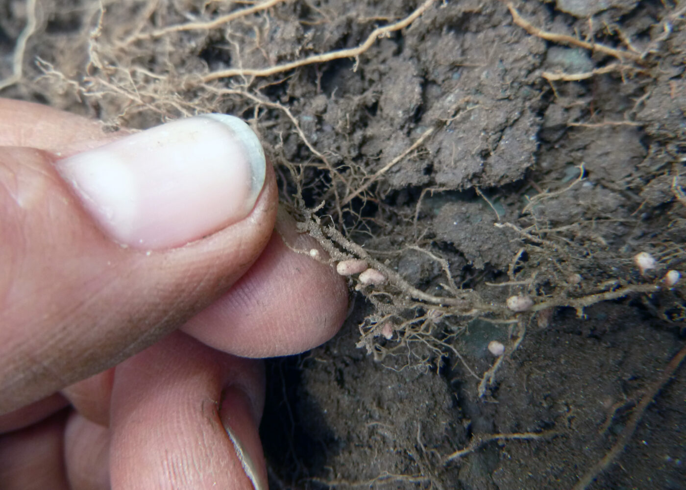 Hvor mye nitrogen blir tilgjengelig ved biologisk nitrogenfiksering?