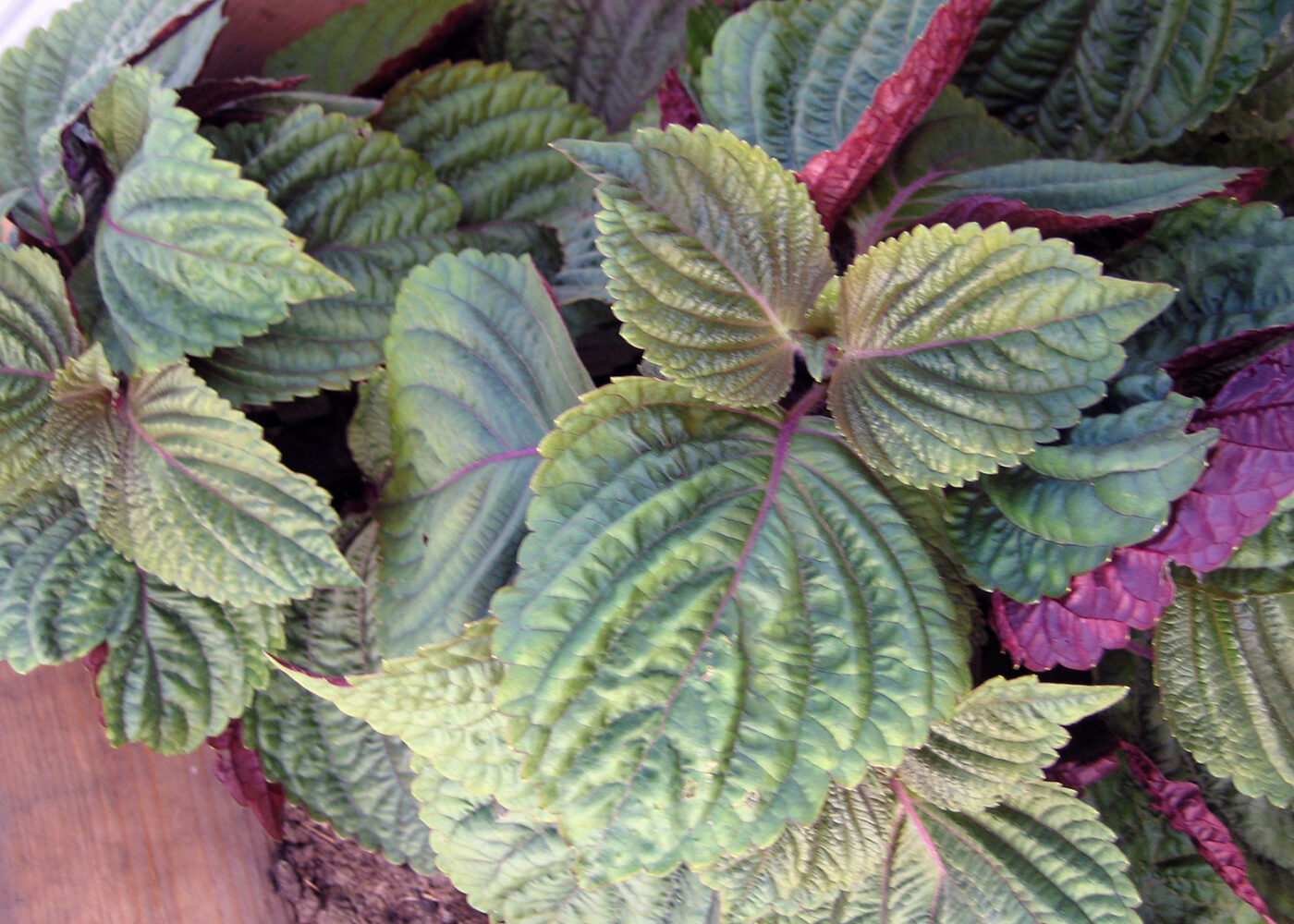 Perilla (shiso/bladmynte)