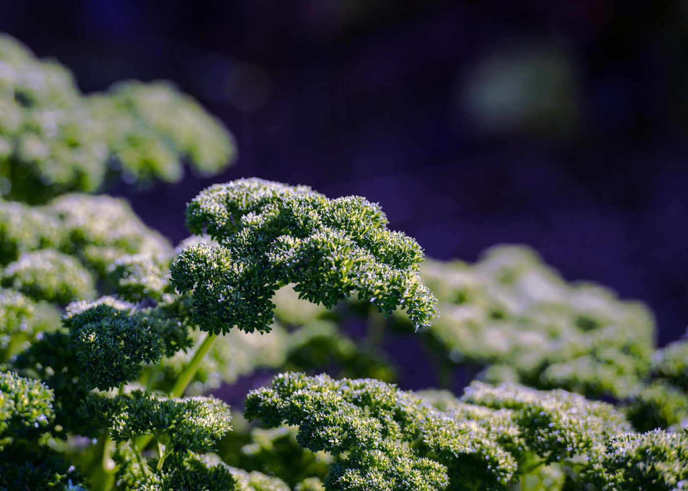 Produsentsamarbeid for mer økologisk grønt