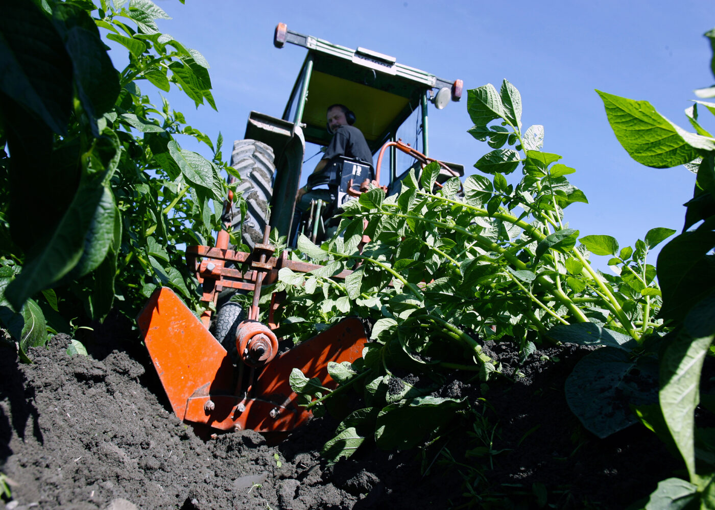 Starte med økologisk grønnsak- og potetproduksjon?