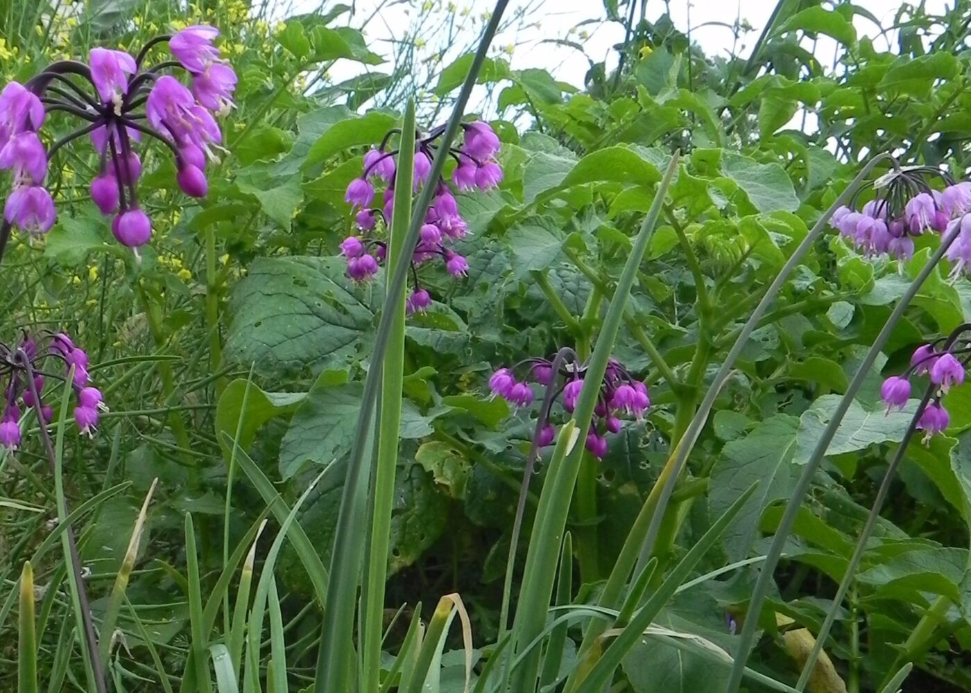 Dyrking av flerårige grønnsaker Dyrking av flerårige grønnsaker