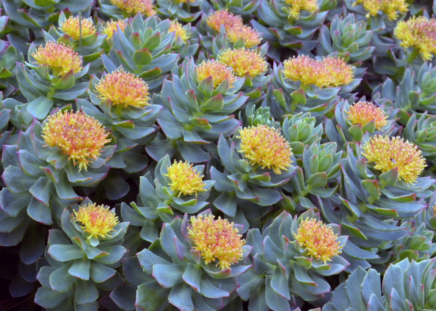 Rosenrot - Nordens ginseng