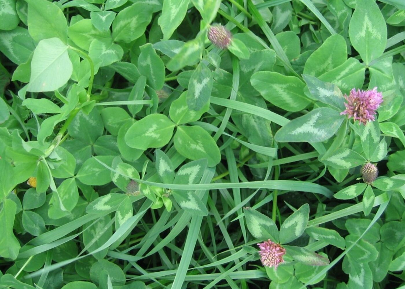 Meir protein i grovfôret med kløver