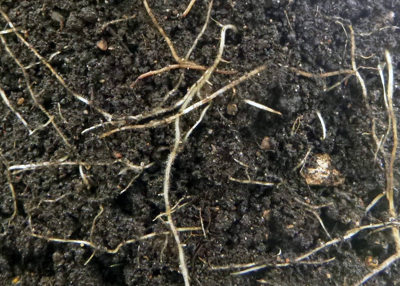 Matjordas økosystem