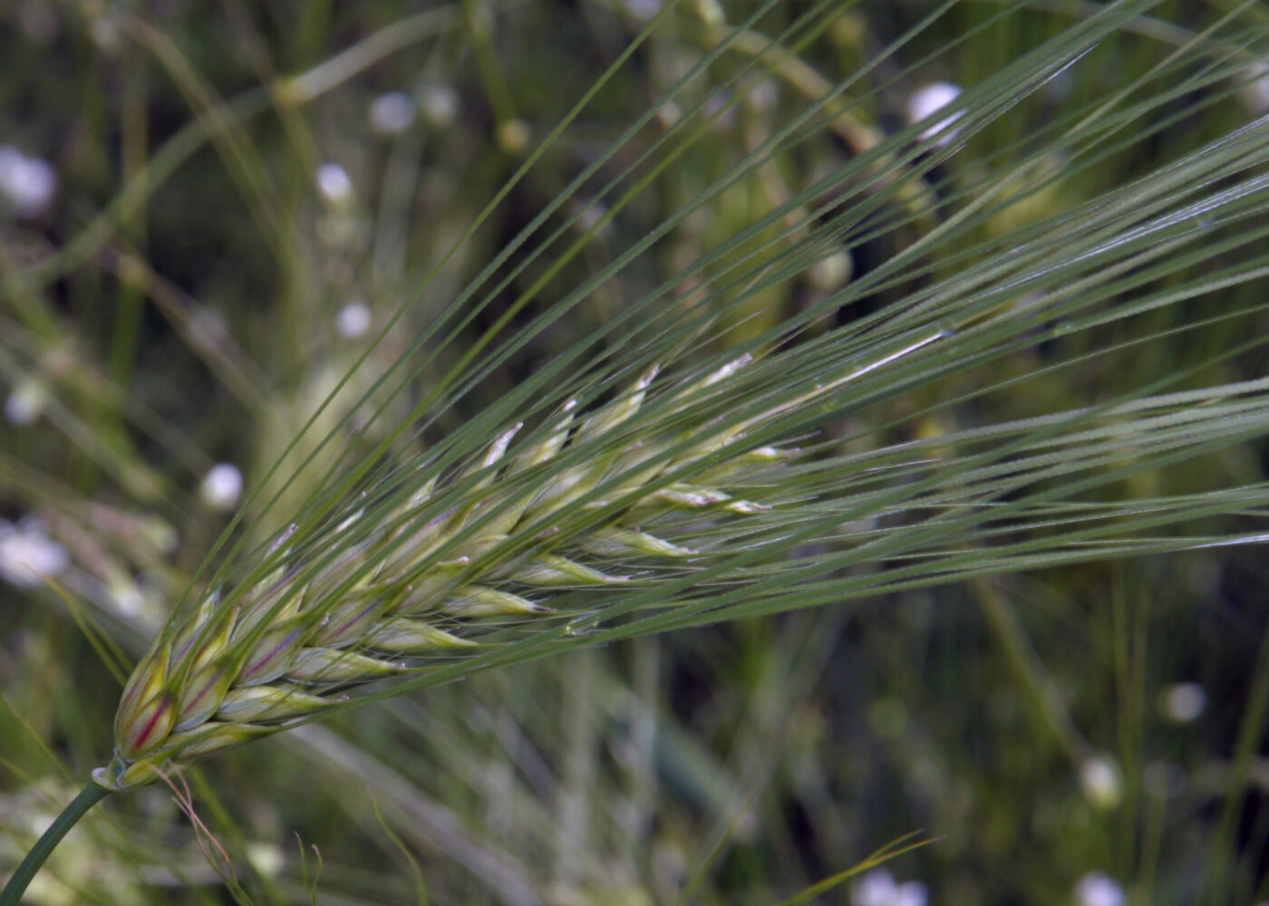 Jakten på en ny byggsort