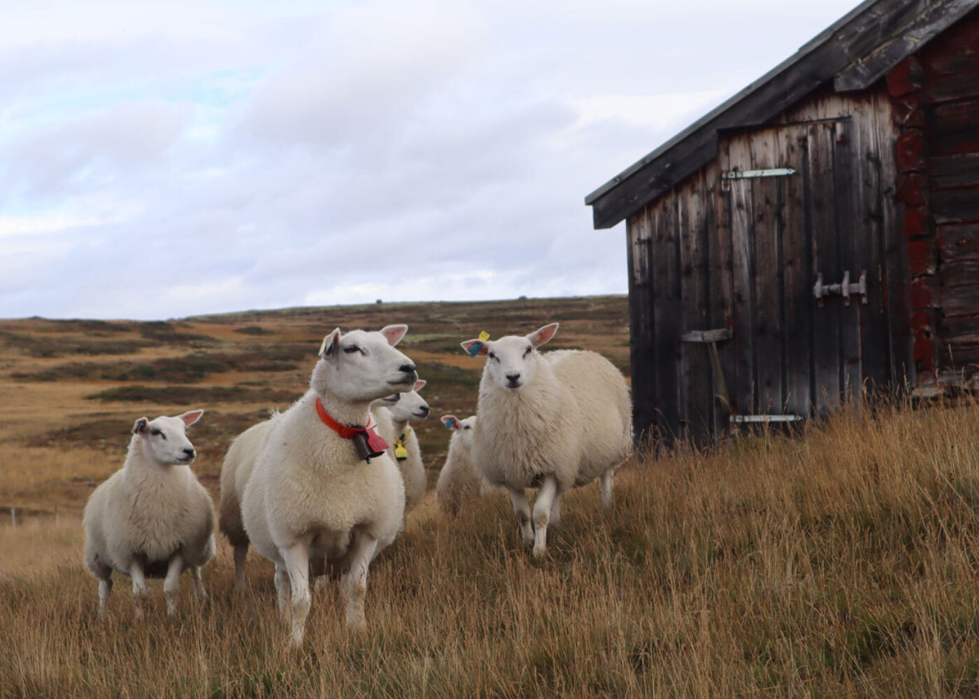 Utmarksbeiting og karbonlagring - hva er sammenhengen?